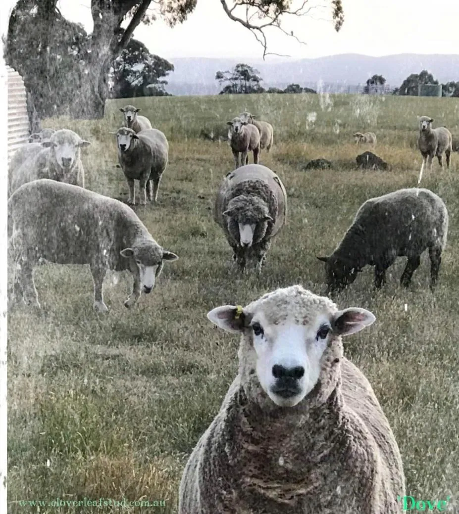 View (from property/room) in Rooks Edge