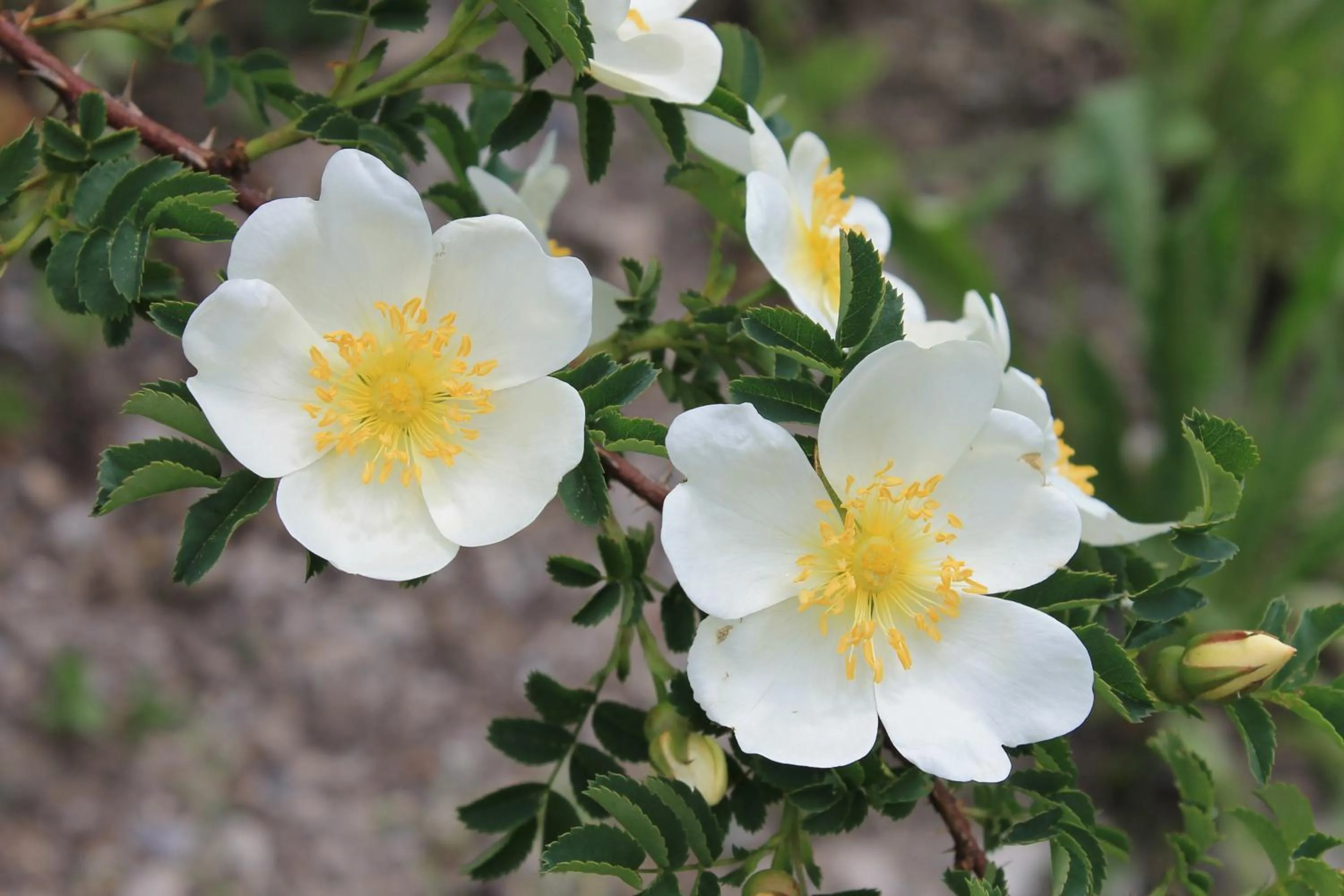 Garden view in B&B La Borella Casa Conti