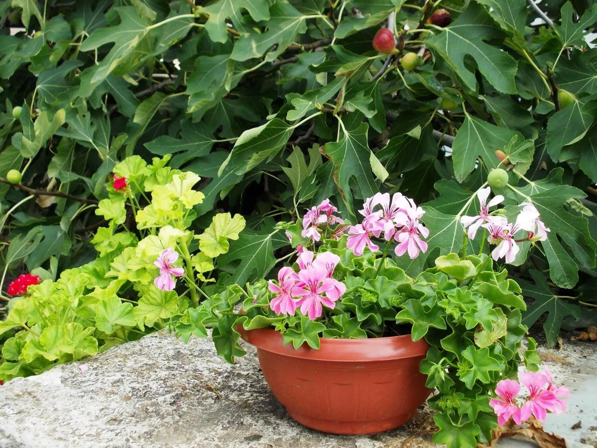 Hotel Briz 3 - Free Parking