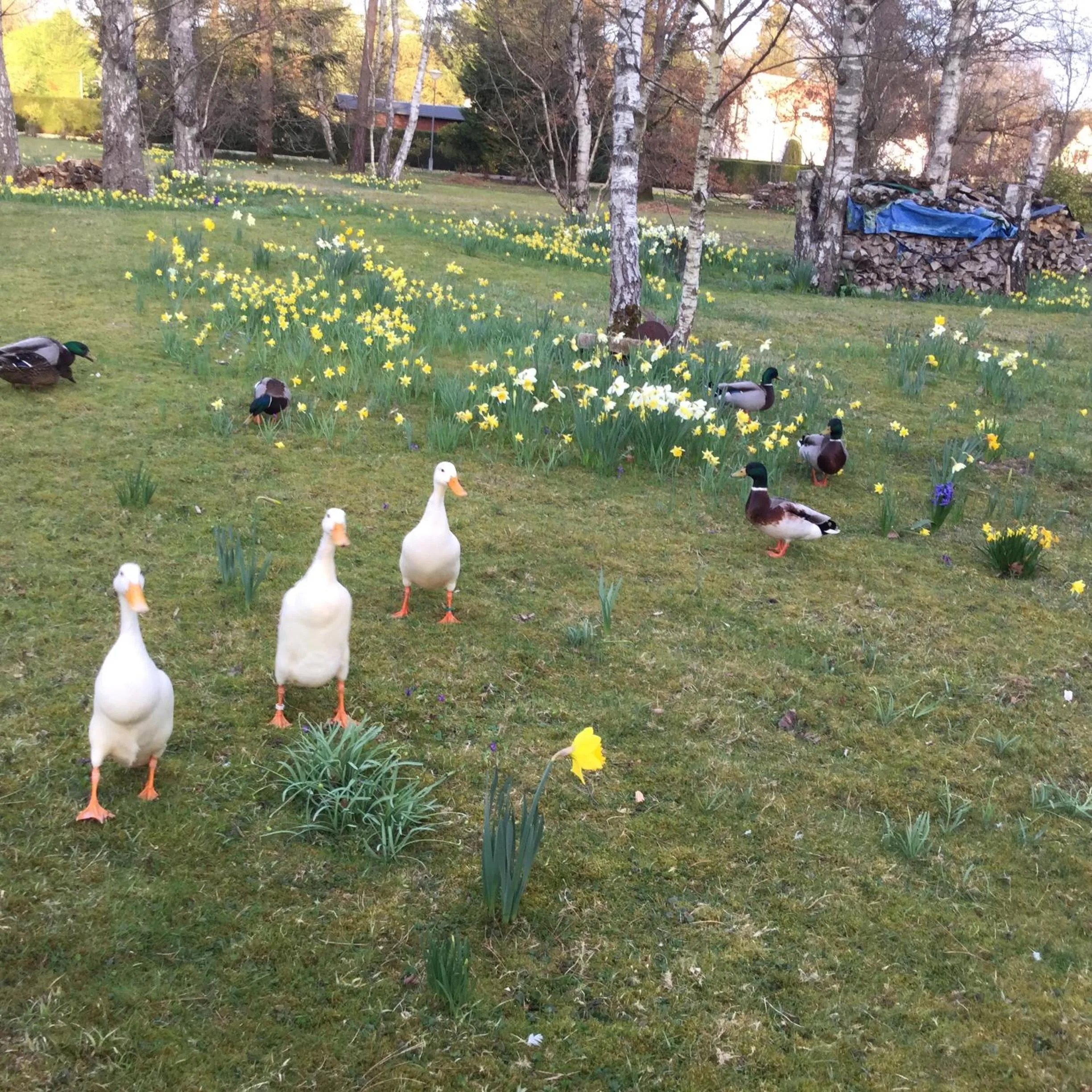 Résidence Clairbois, Chambres d'Hôtes