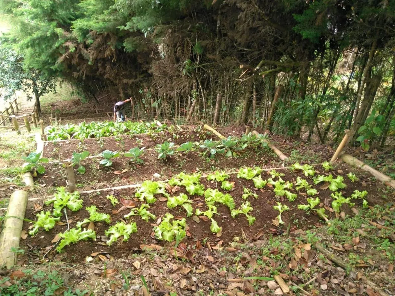 Garden in Hotel Mirador de Boquia Salento