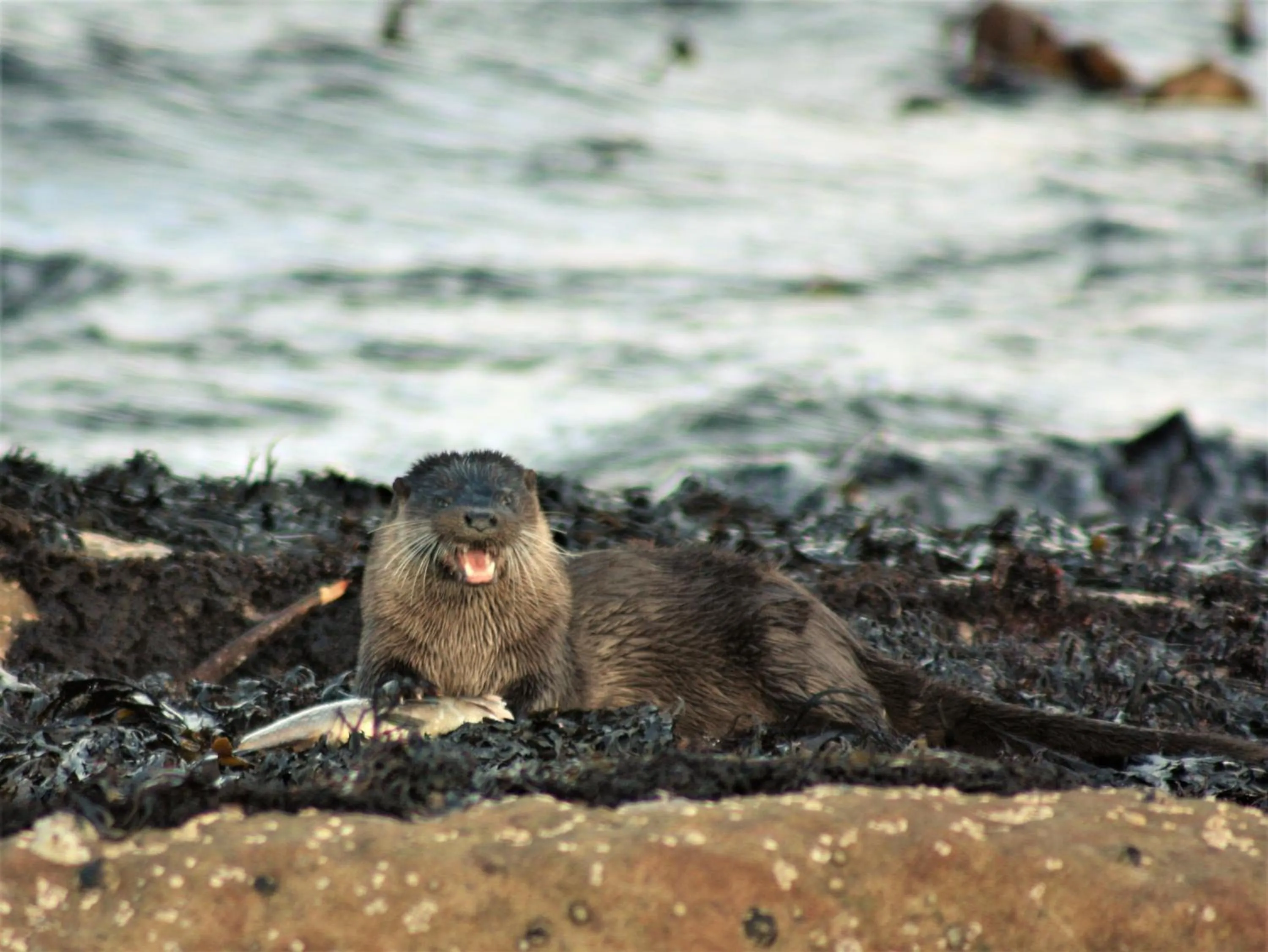 Animals in An Cois Na Mara Bed & Breakfast