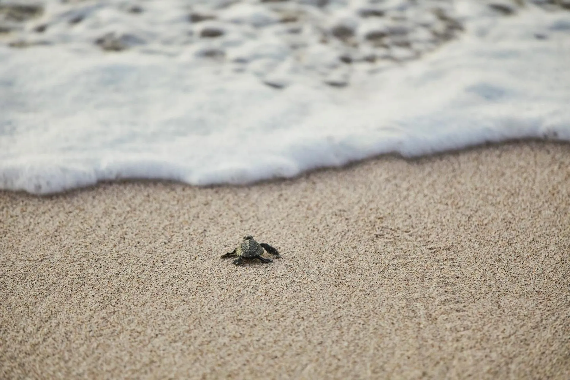 Activities in Four Seasons Resort Punta Mita