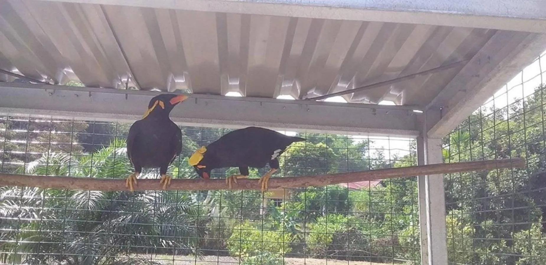 Animals in Seri Kenangan