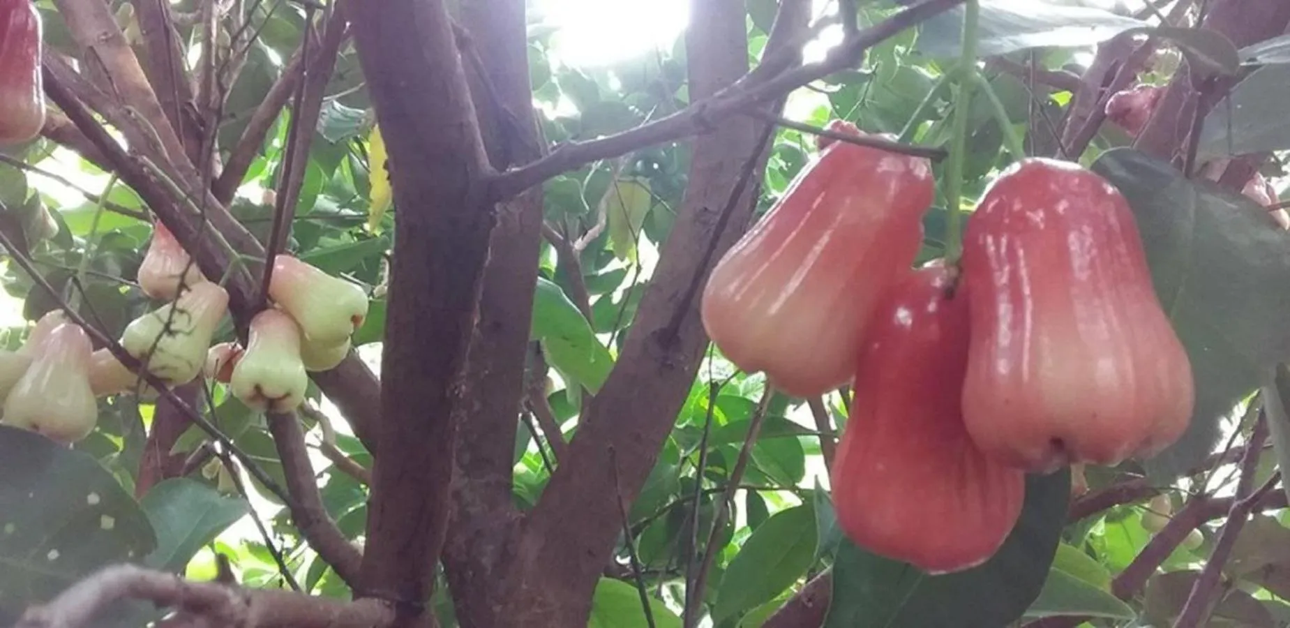 Garden in Seri Kenangan