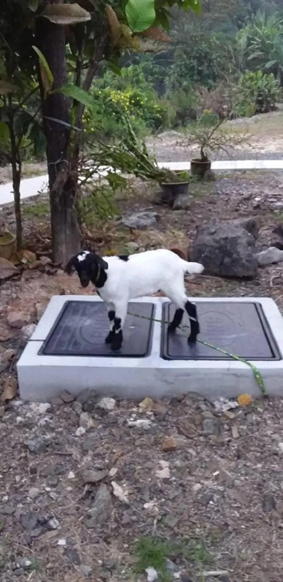 Animals in Seri Kenangan