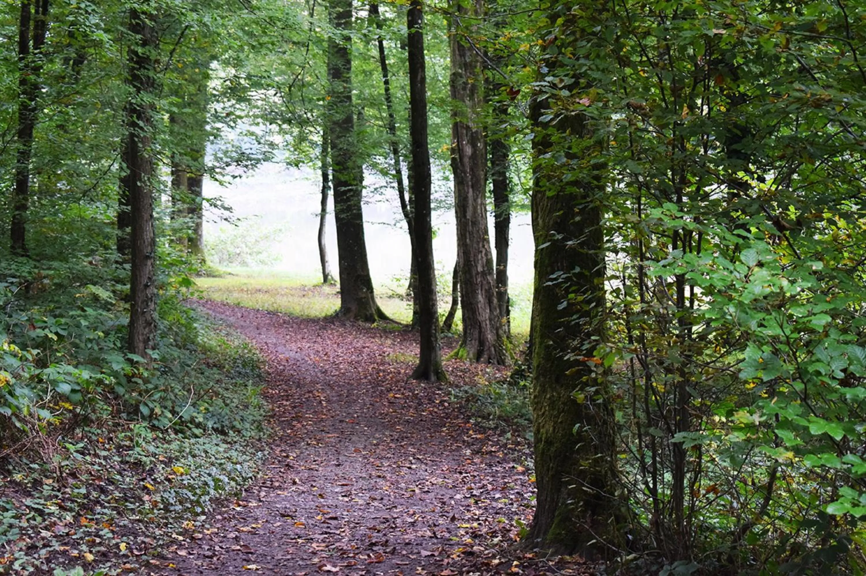 View (from property/room) in ibis les Etangs des Moines