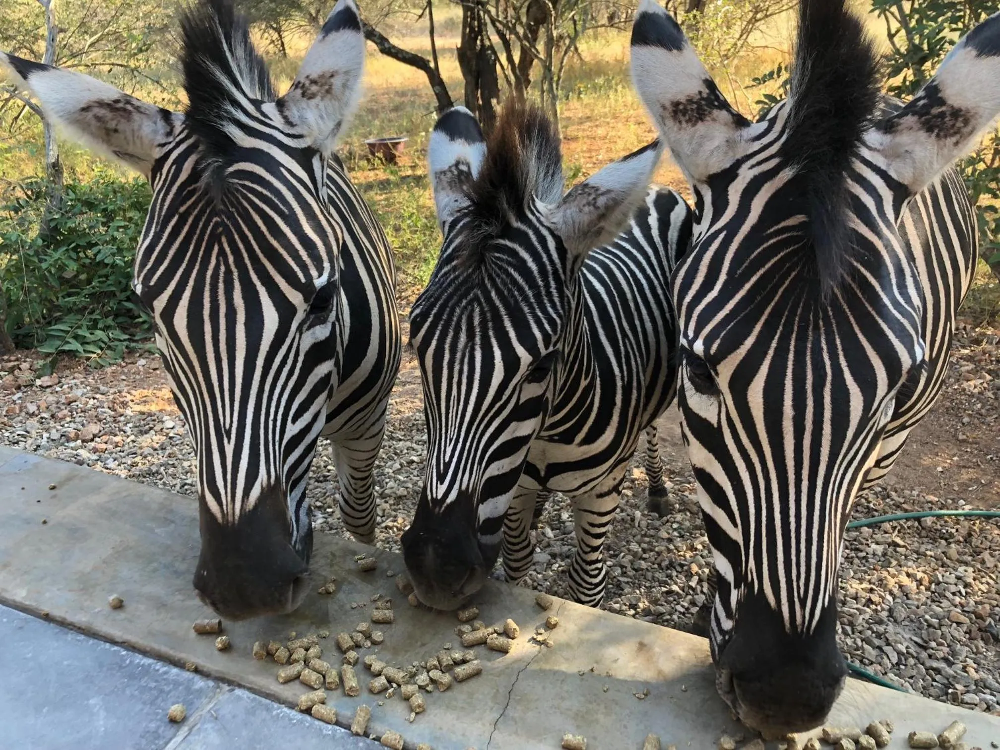 Animals in Kruger Willows