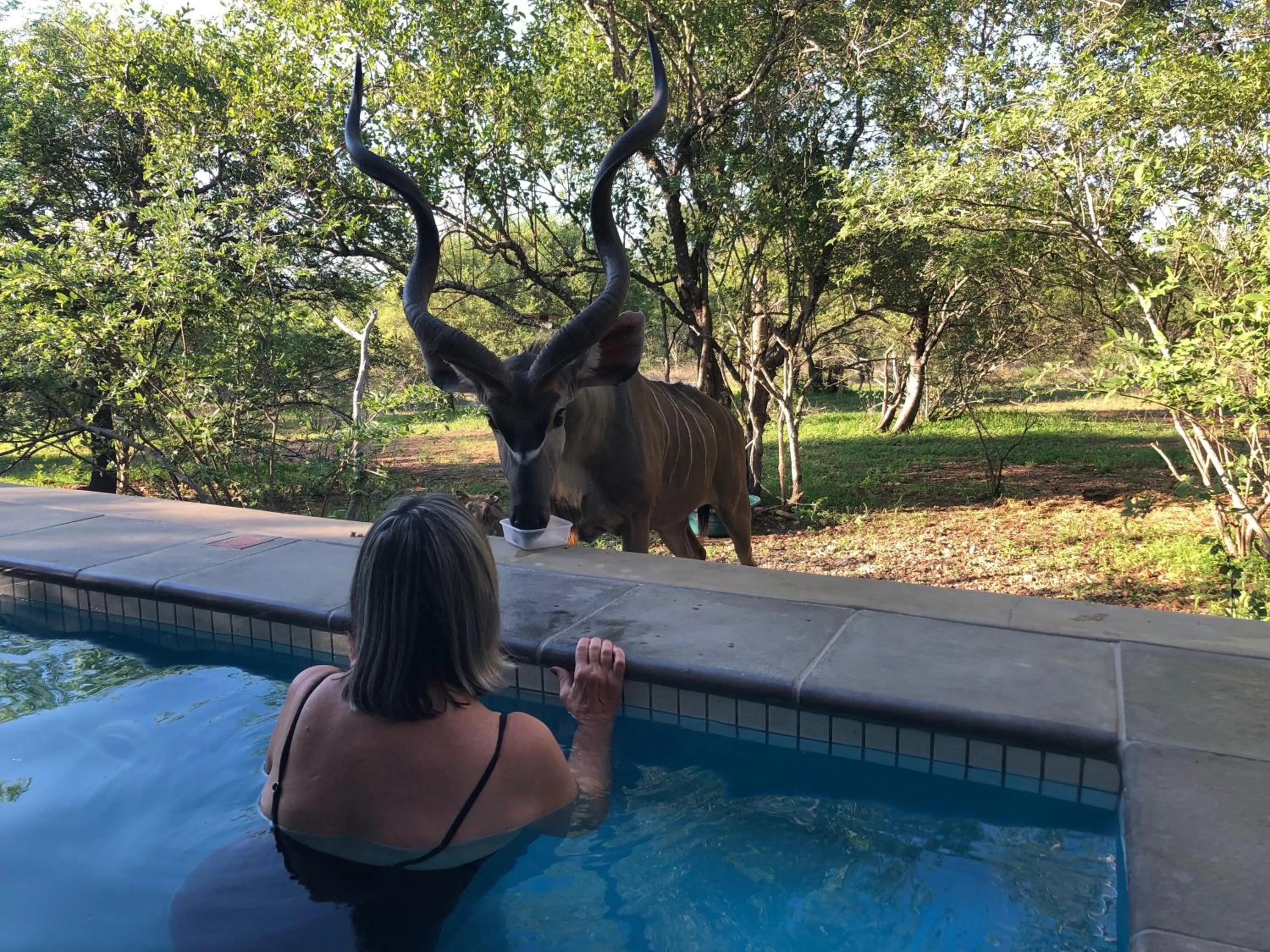 Swimming pool in Kruger Willows