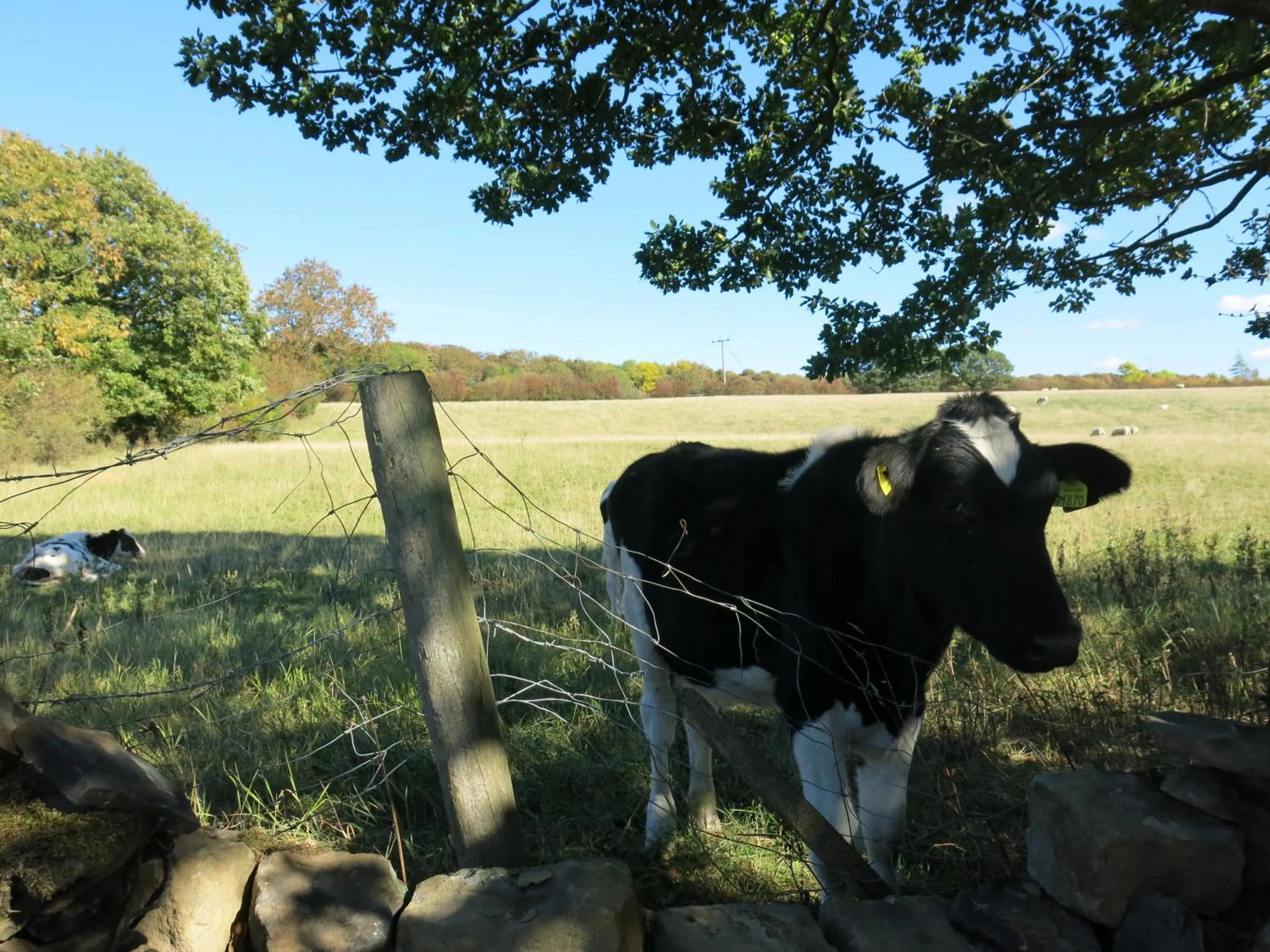 Garden in Finkle Green B & B