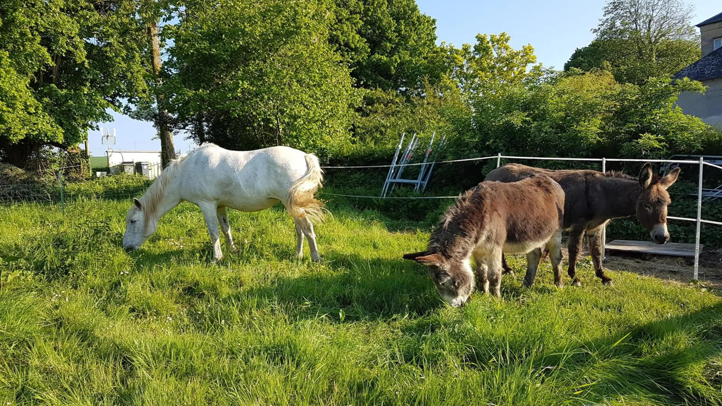 Animals in La Bergerie du Mesnil