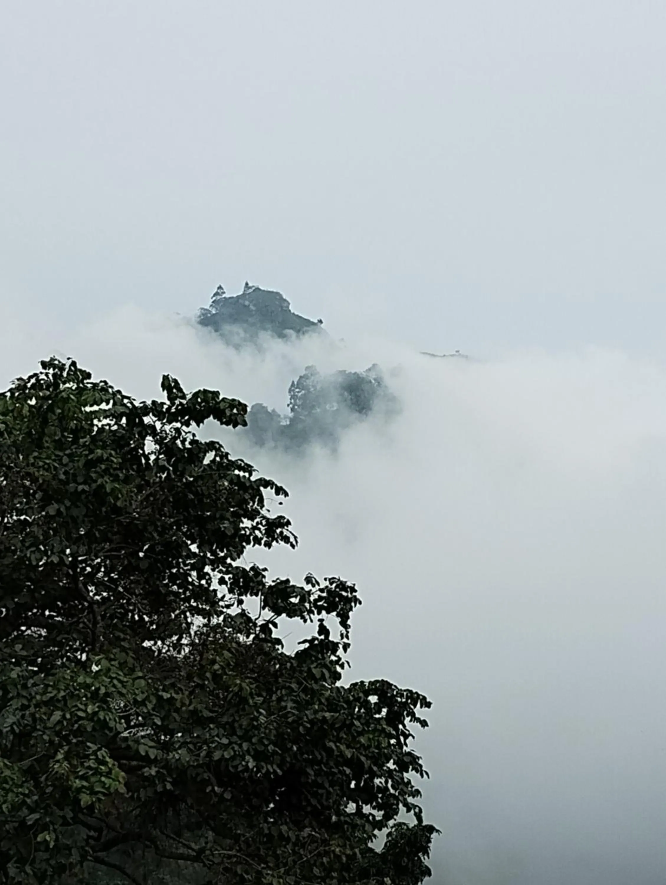 Ella Lucky Panoramic