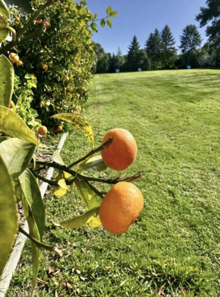 Happy Apple Backpackers
