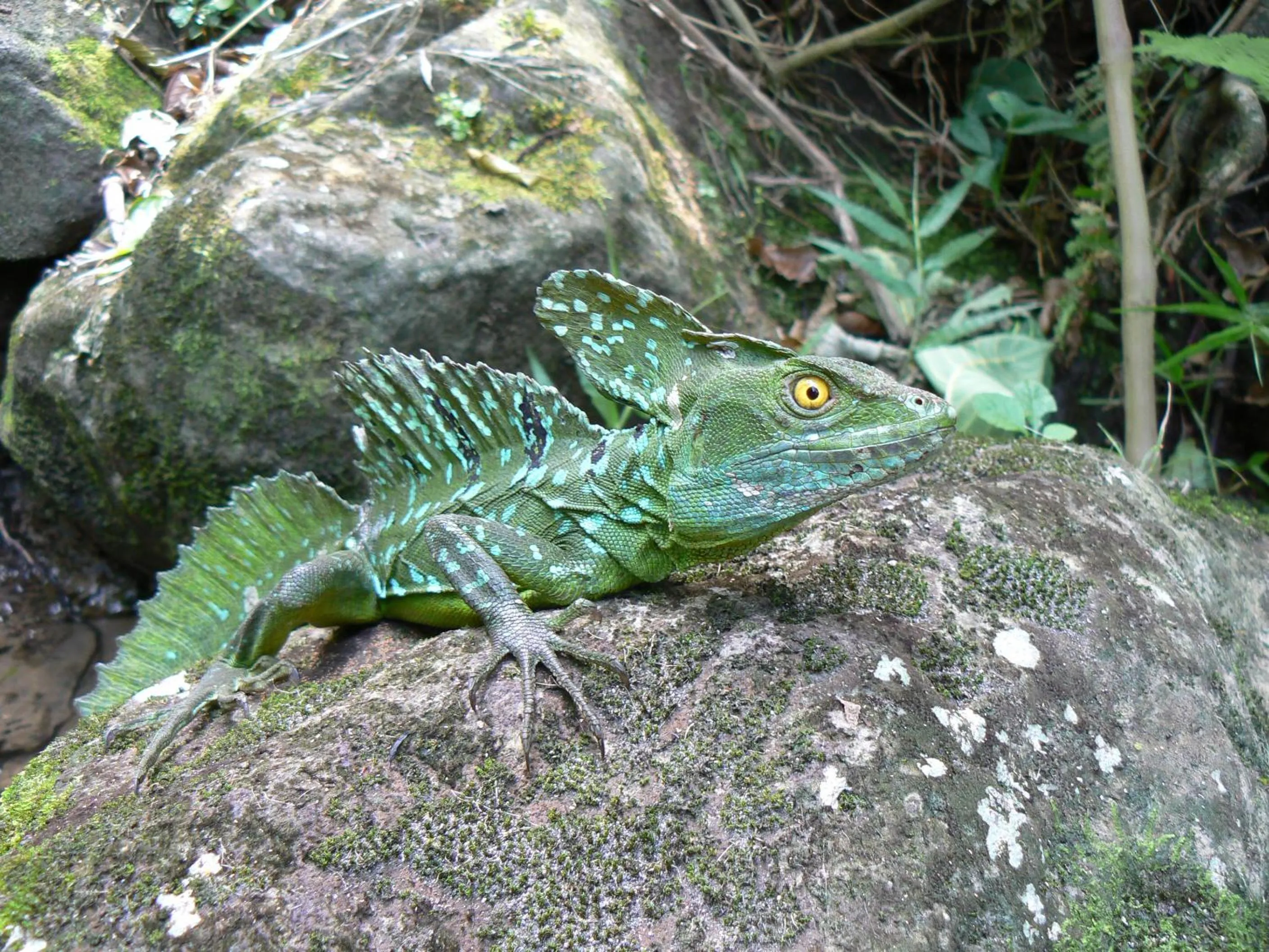 Animals in Hotel Eco Arenal