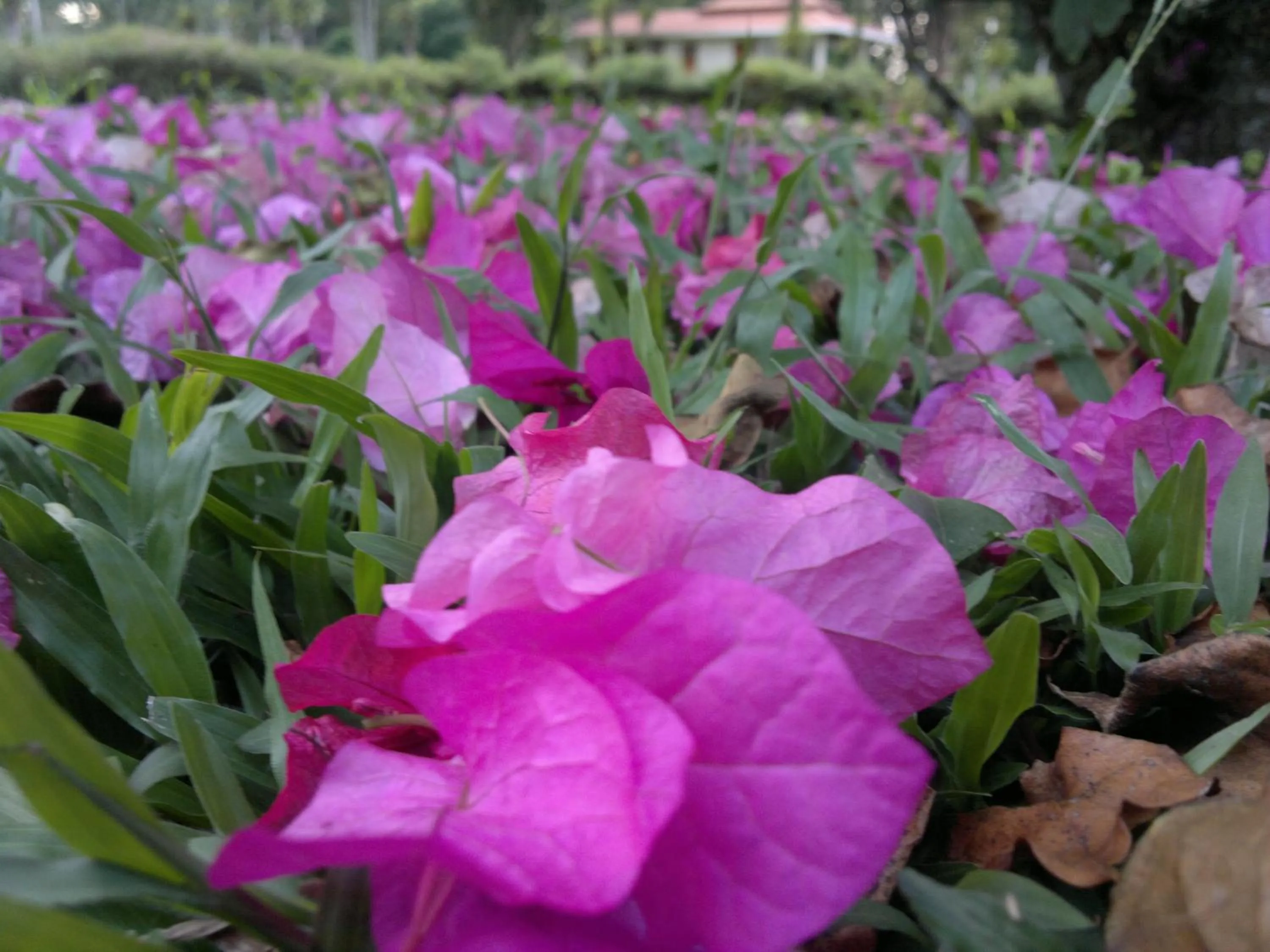 Spring in Hotel Eco Arenal