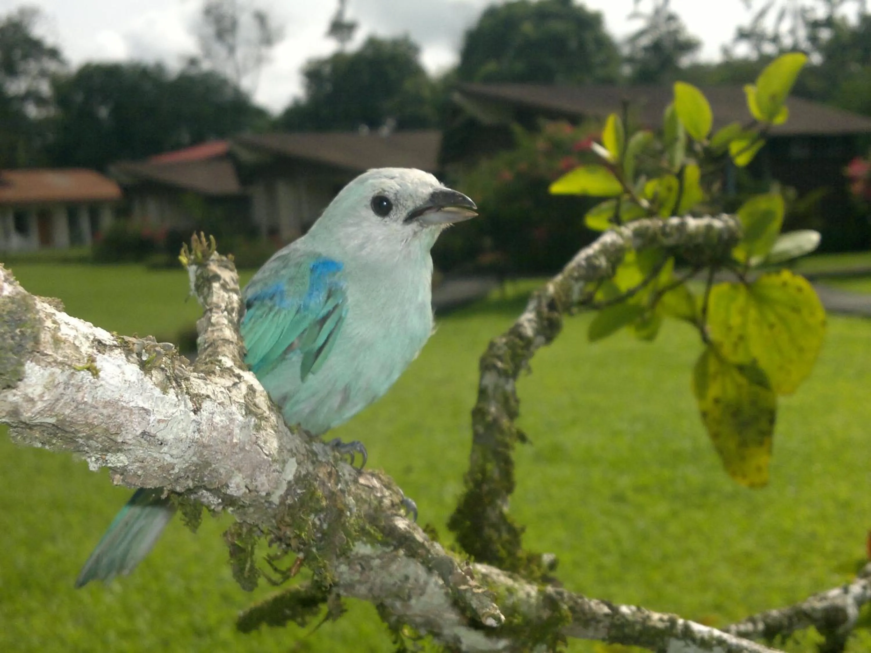 Animals in Hotel Eco Arenal