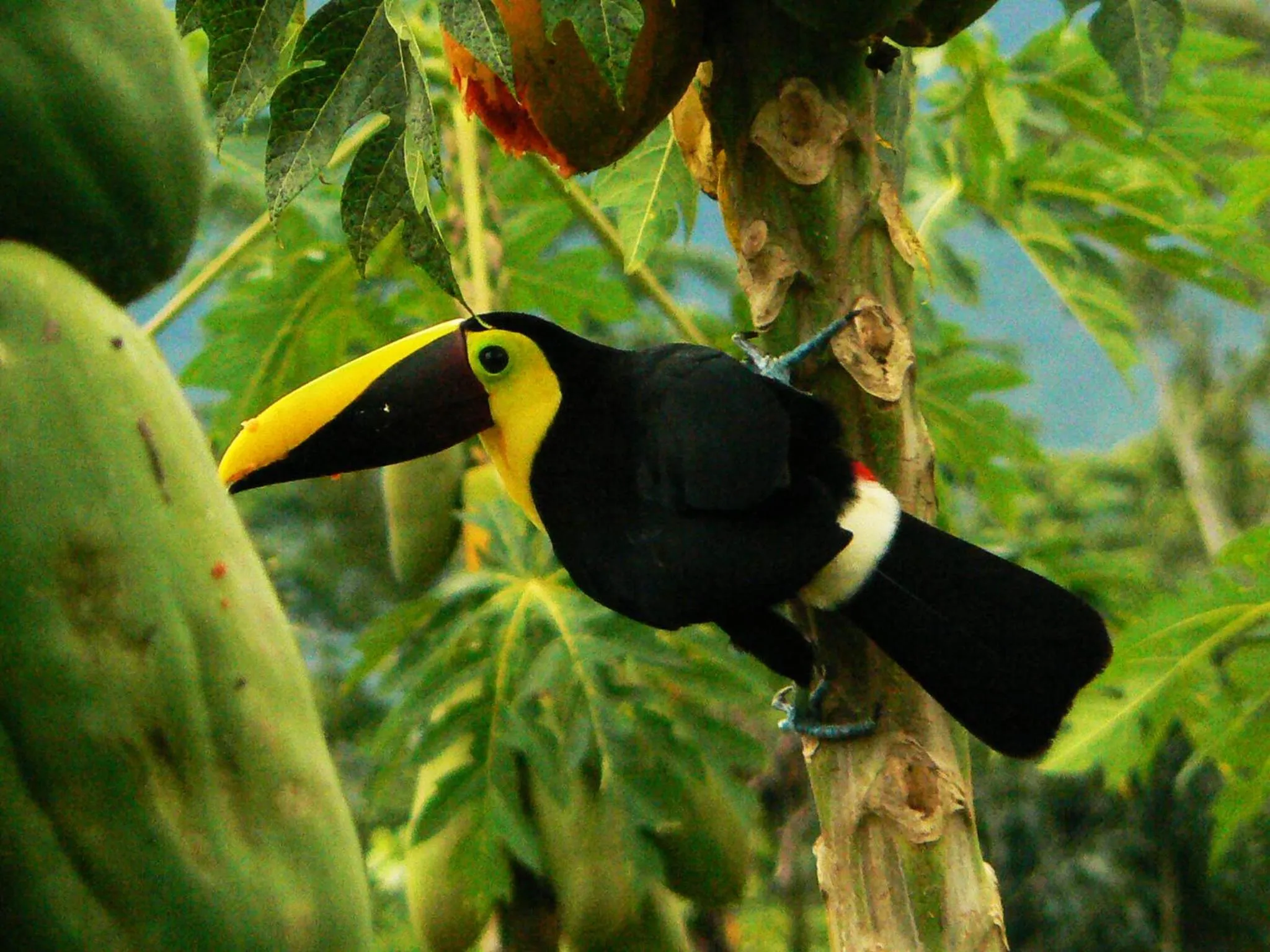 Animals in Hotel Eco Arenal