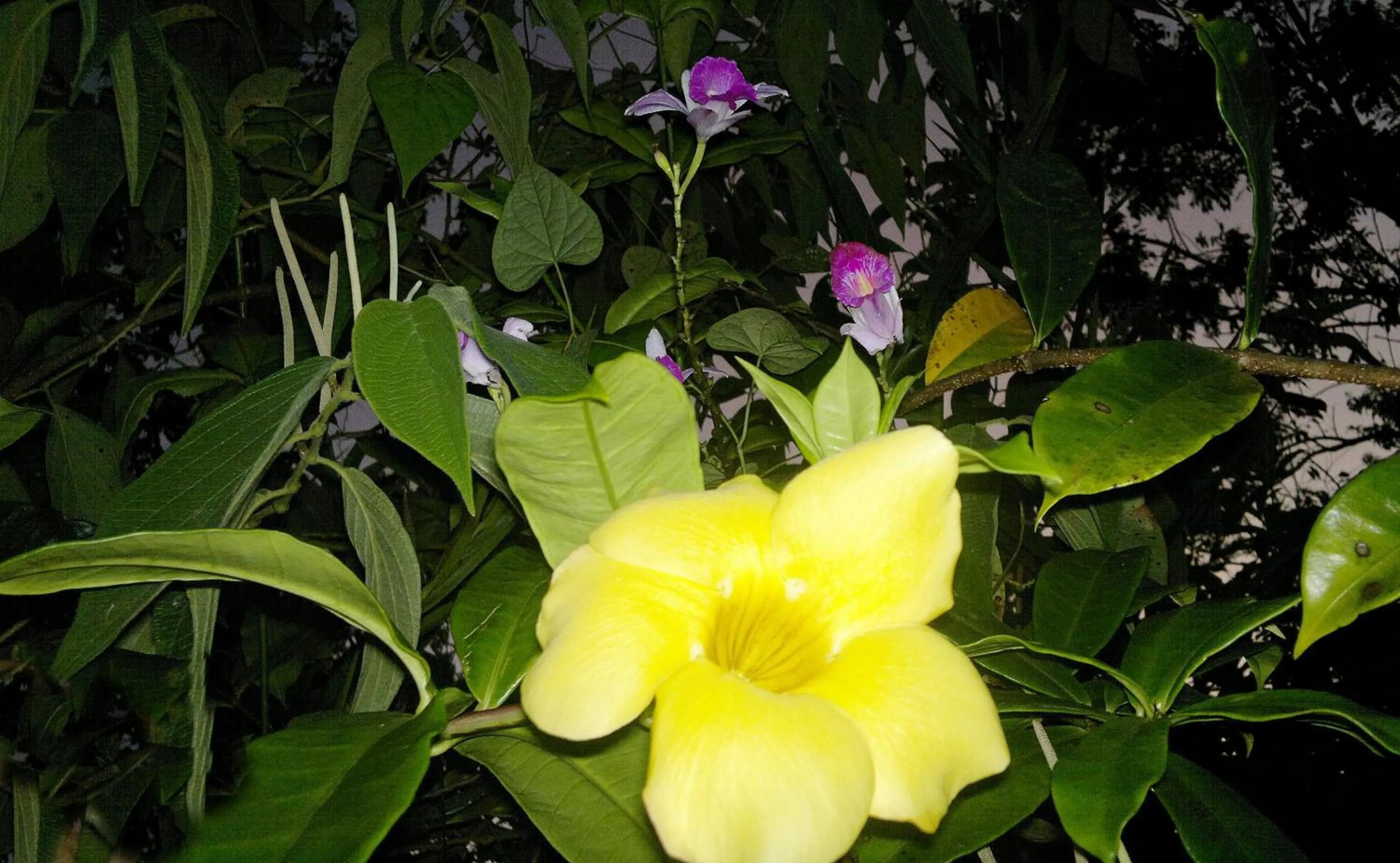 Spring in Hotel Eco Arenal