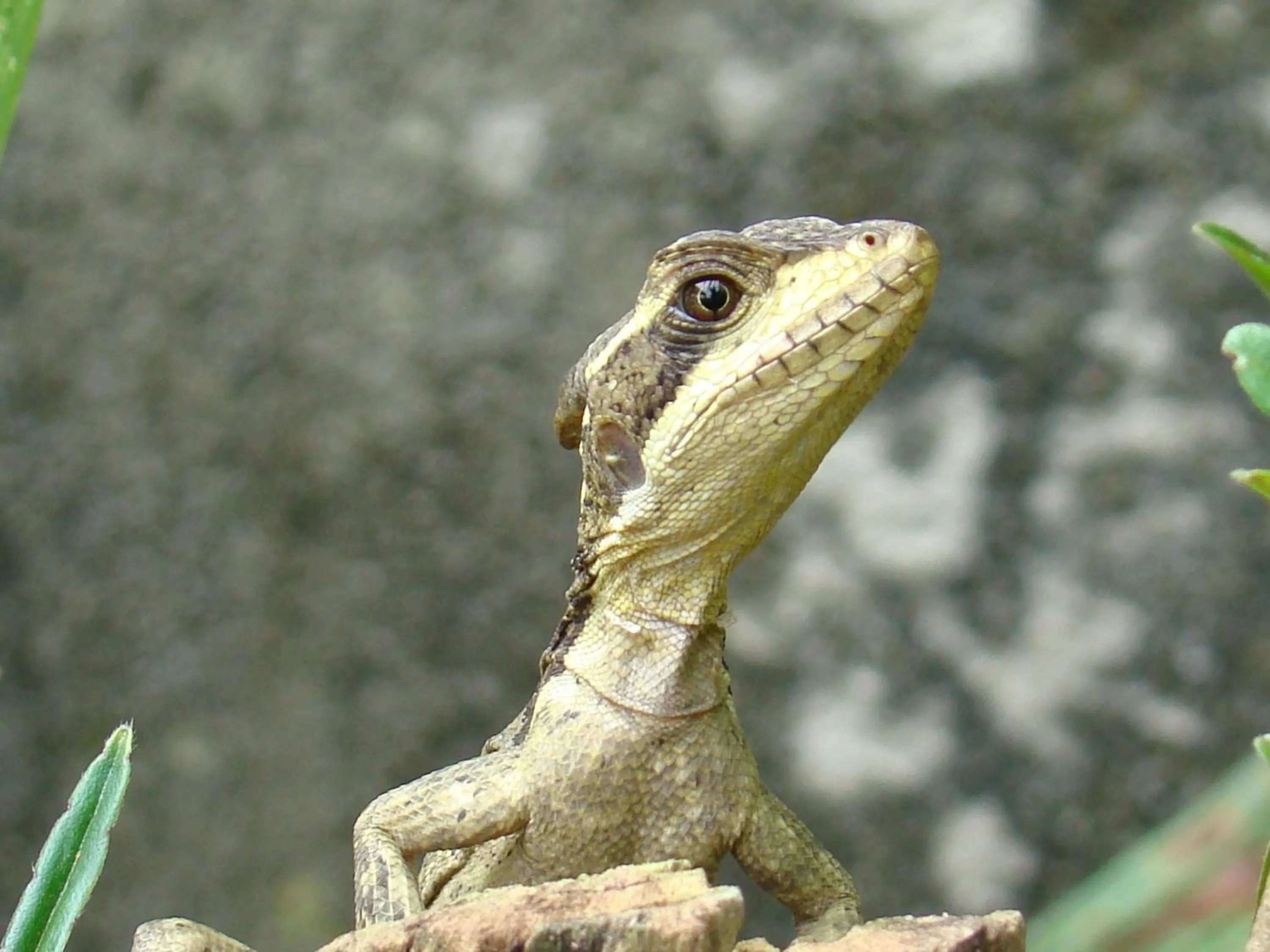 Animals in Hotel Eco Arenal