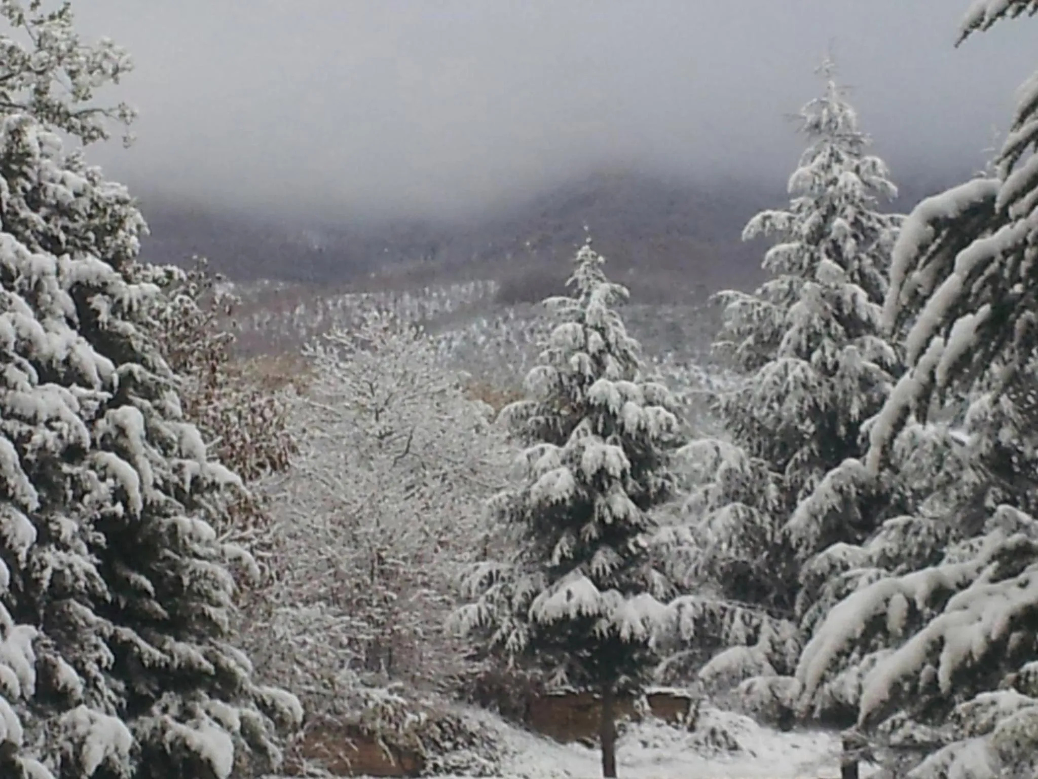 Garden in Il Castagneto Hotel