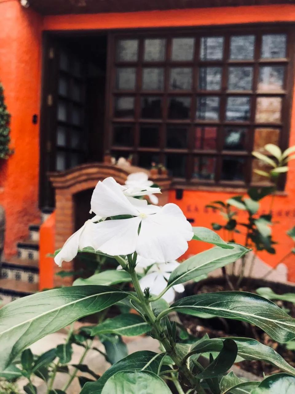 Garden in Casa Azul