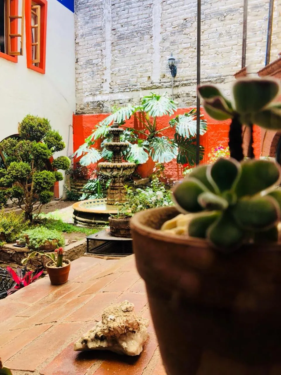 Garden in Casa Azul
