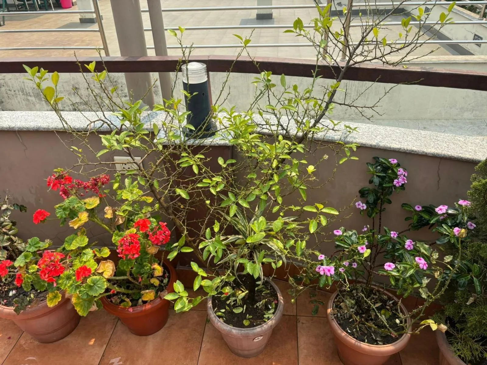 Garden in Himalayan Ghar