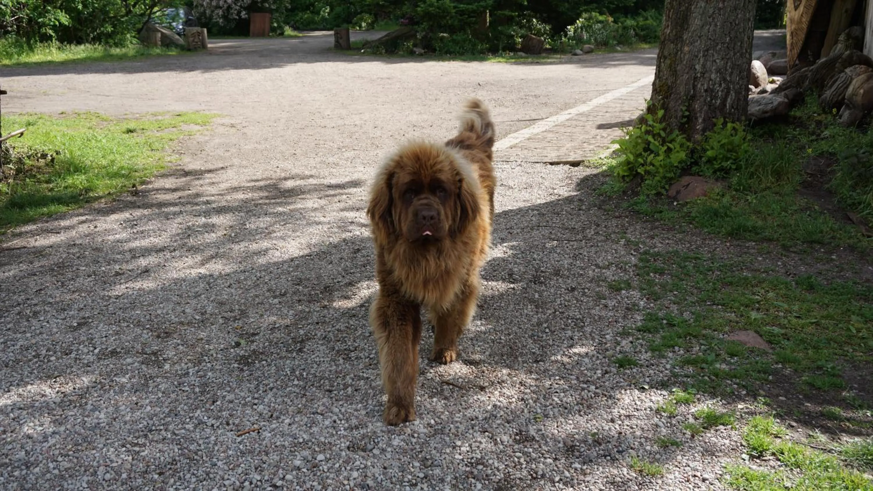 Pets in Galindia