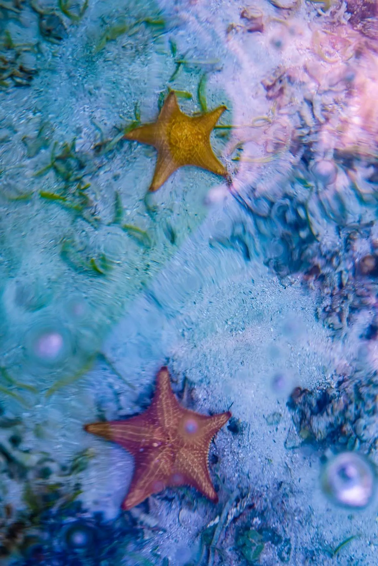 Natural landscape in Hotel Bocas del Toro