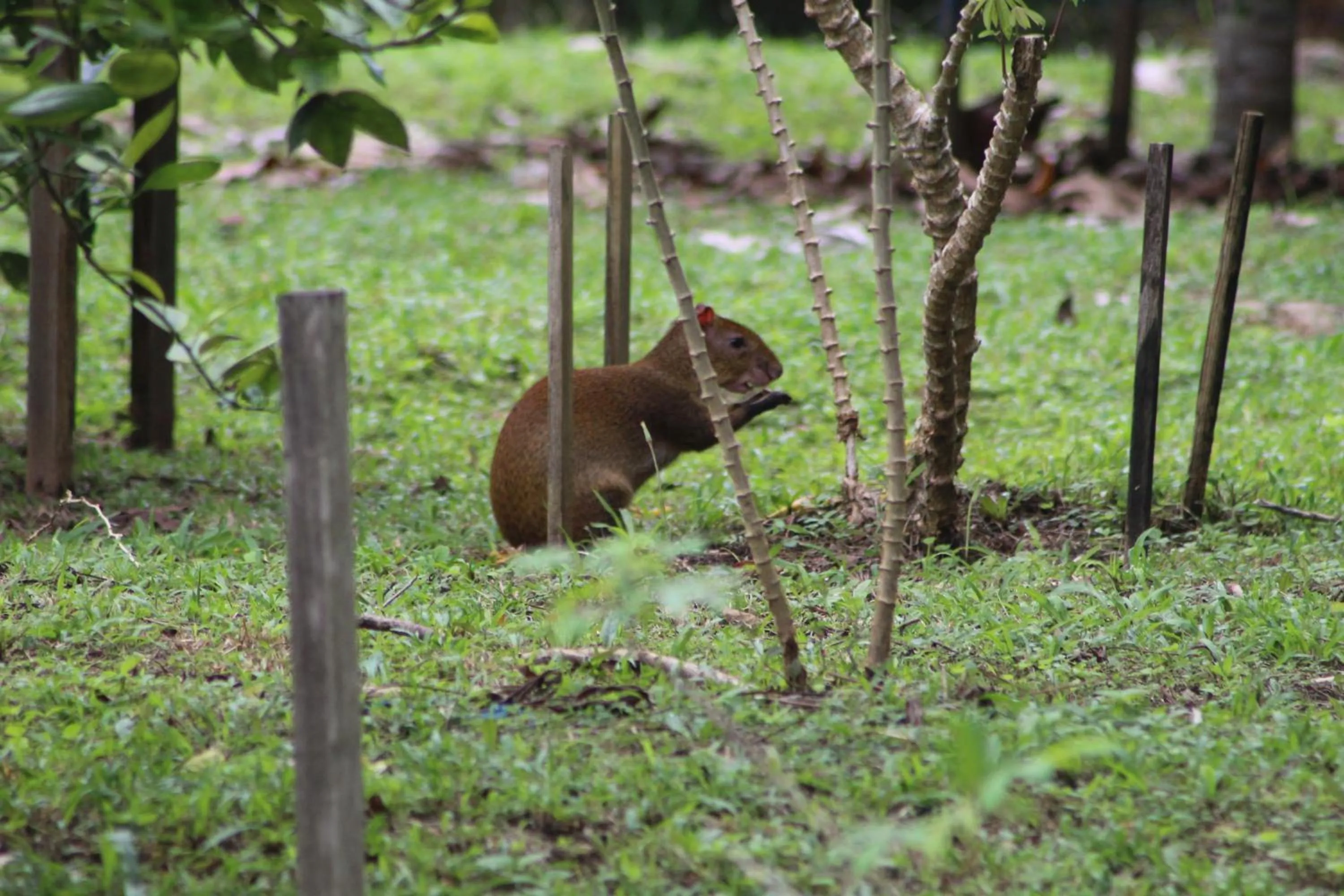 Animals in Calico Jack's Resort