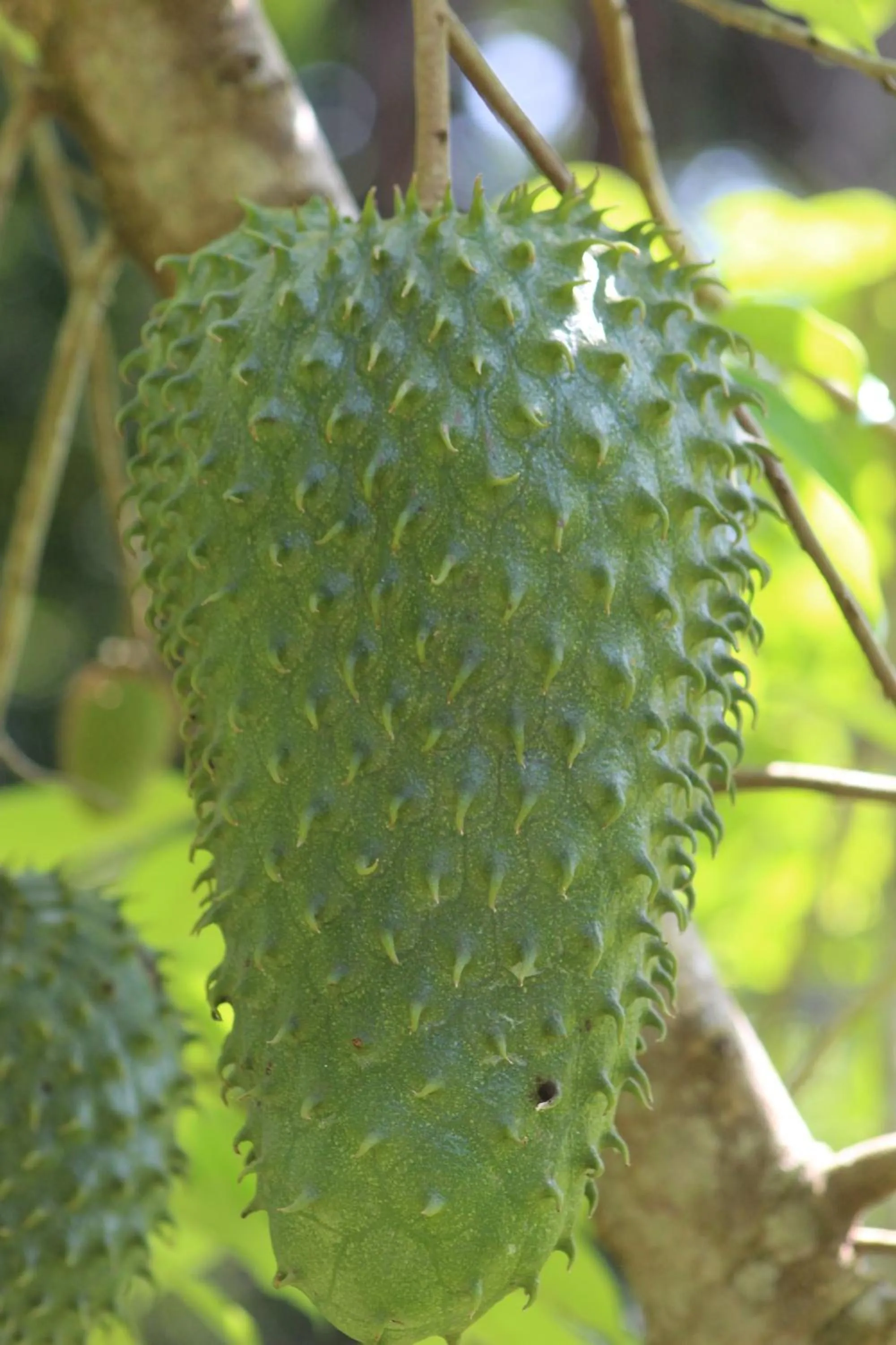 View (from property/room) in Calico Jack's Resort