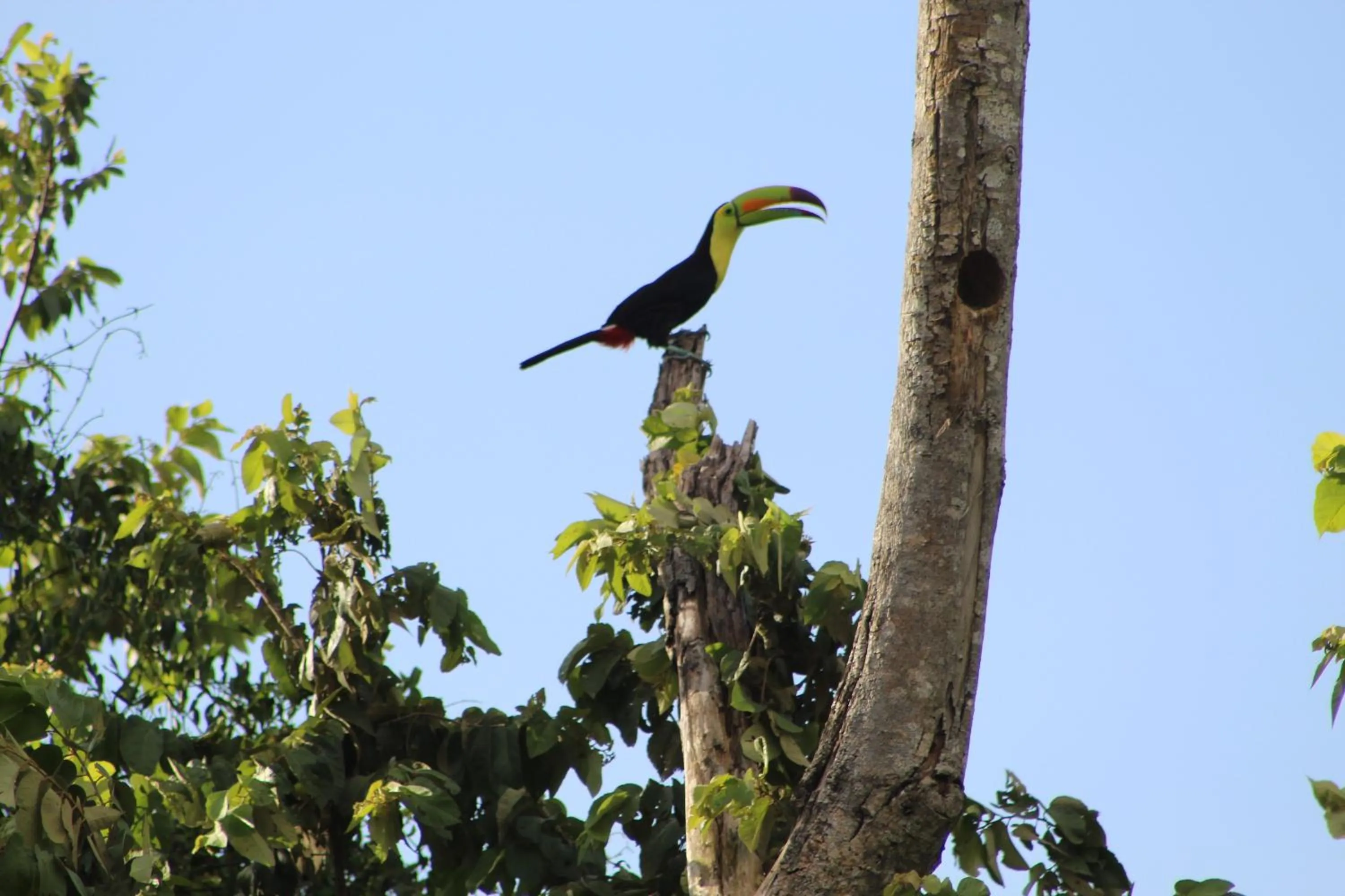 Animals in Calico Jack's Resort