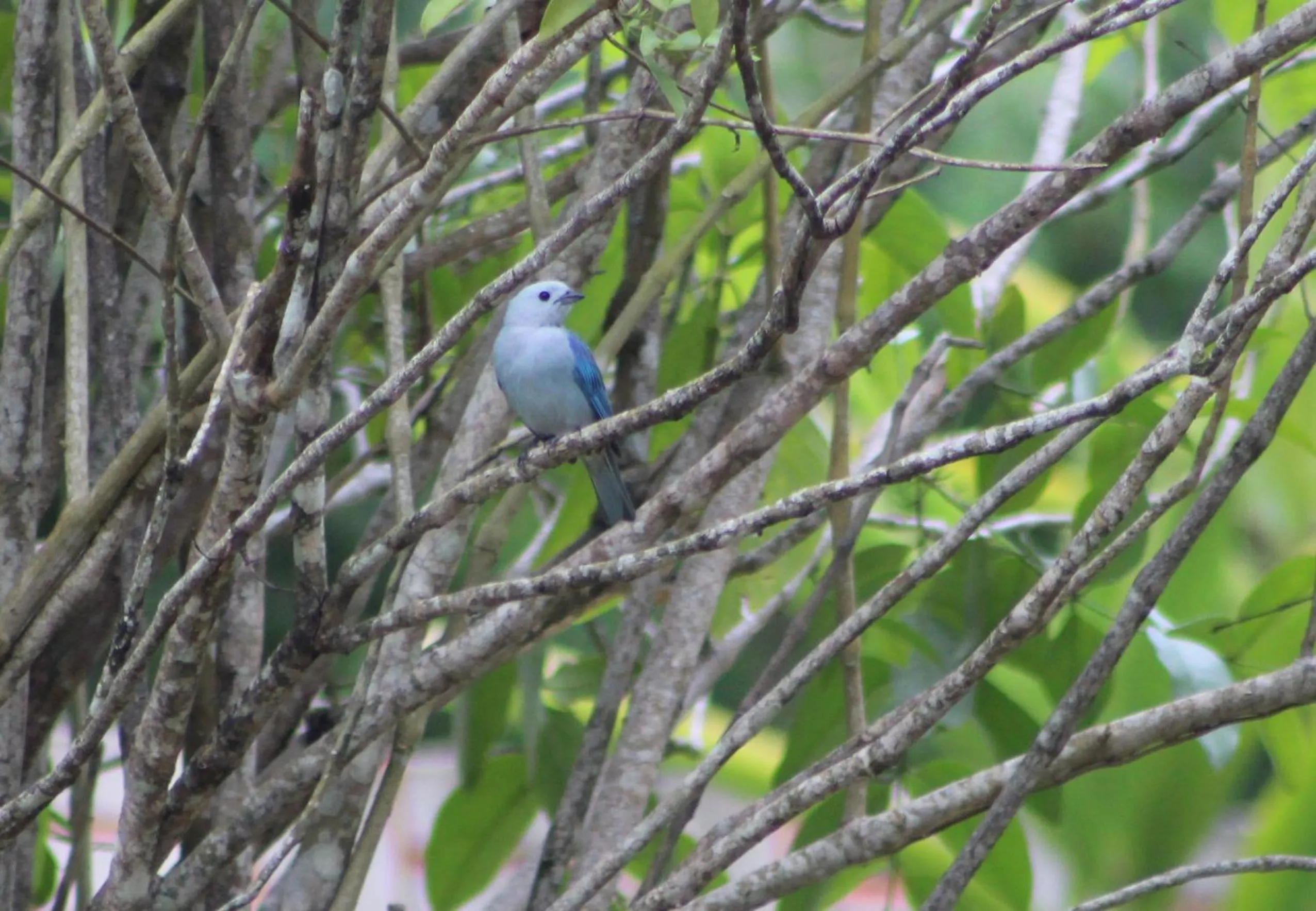 Animals in Calico Jack's Resort