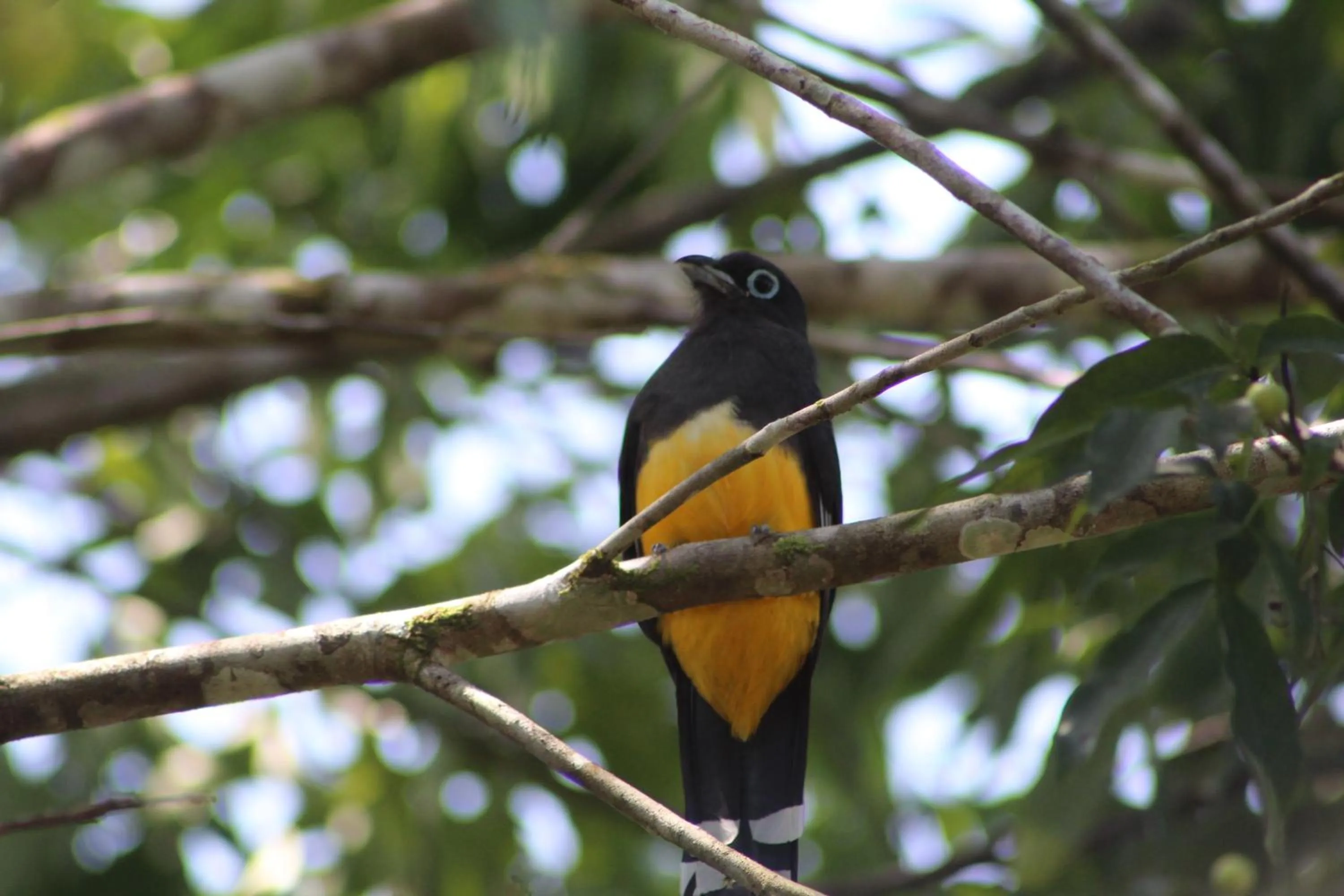 Animals in Calico Jack's Resort