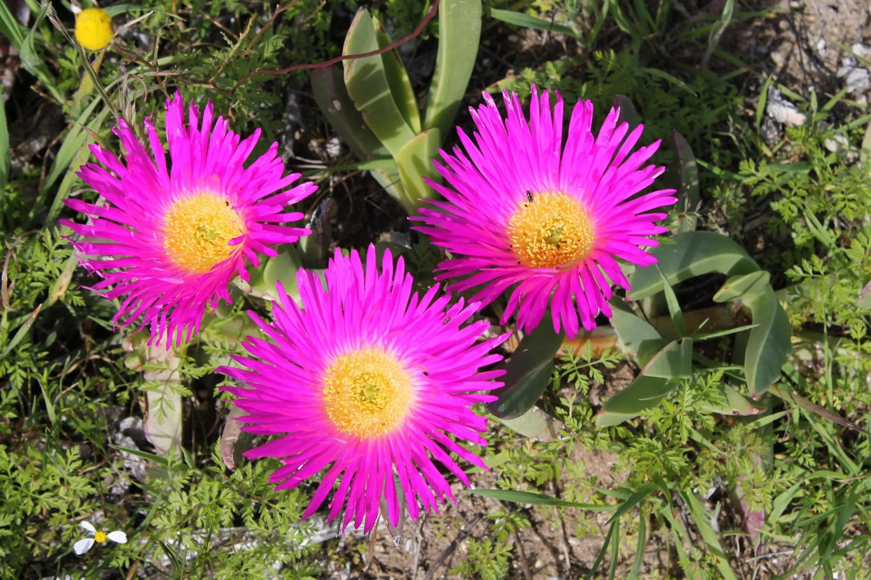 Area and facilities in Goblin's Creek