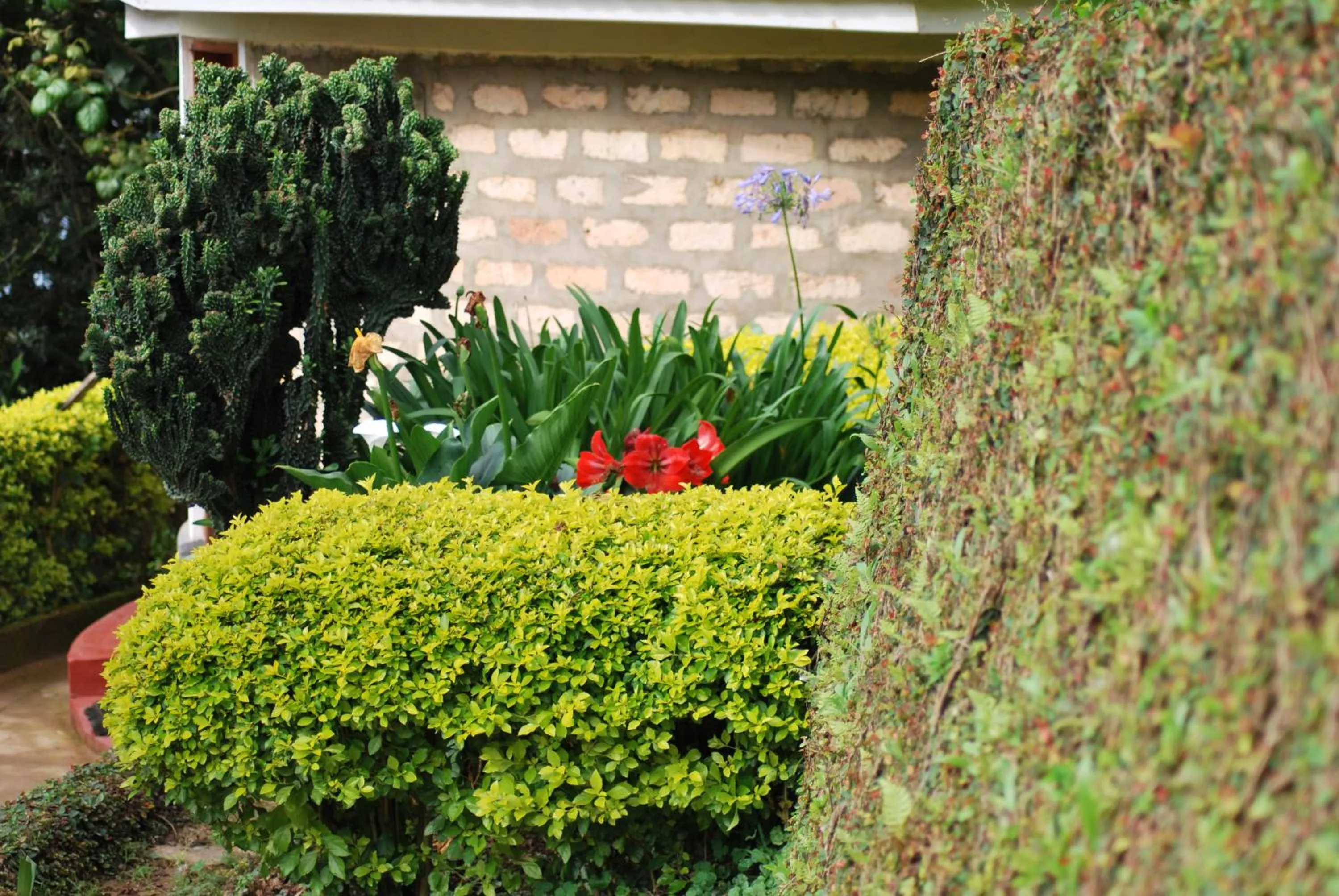 Garden in Crater Bay Cottages