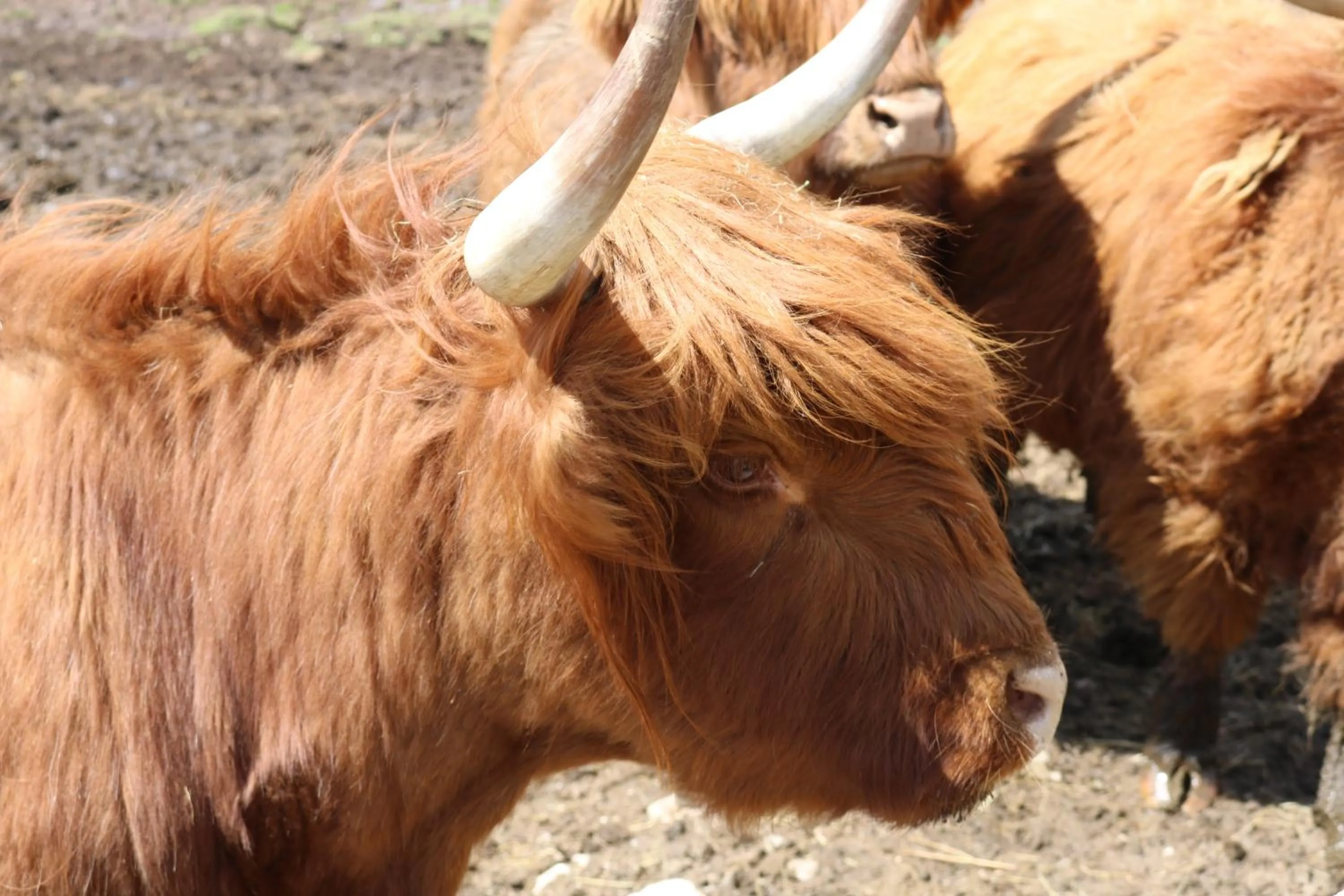 Animals in Hotel Garni Suisse