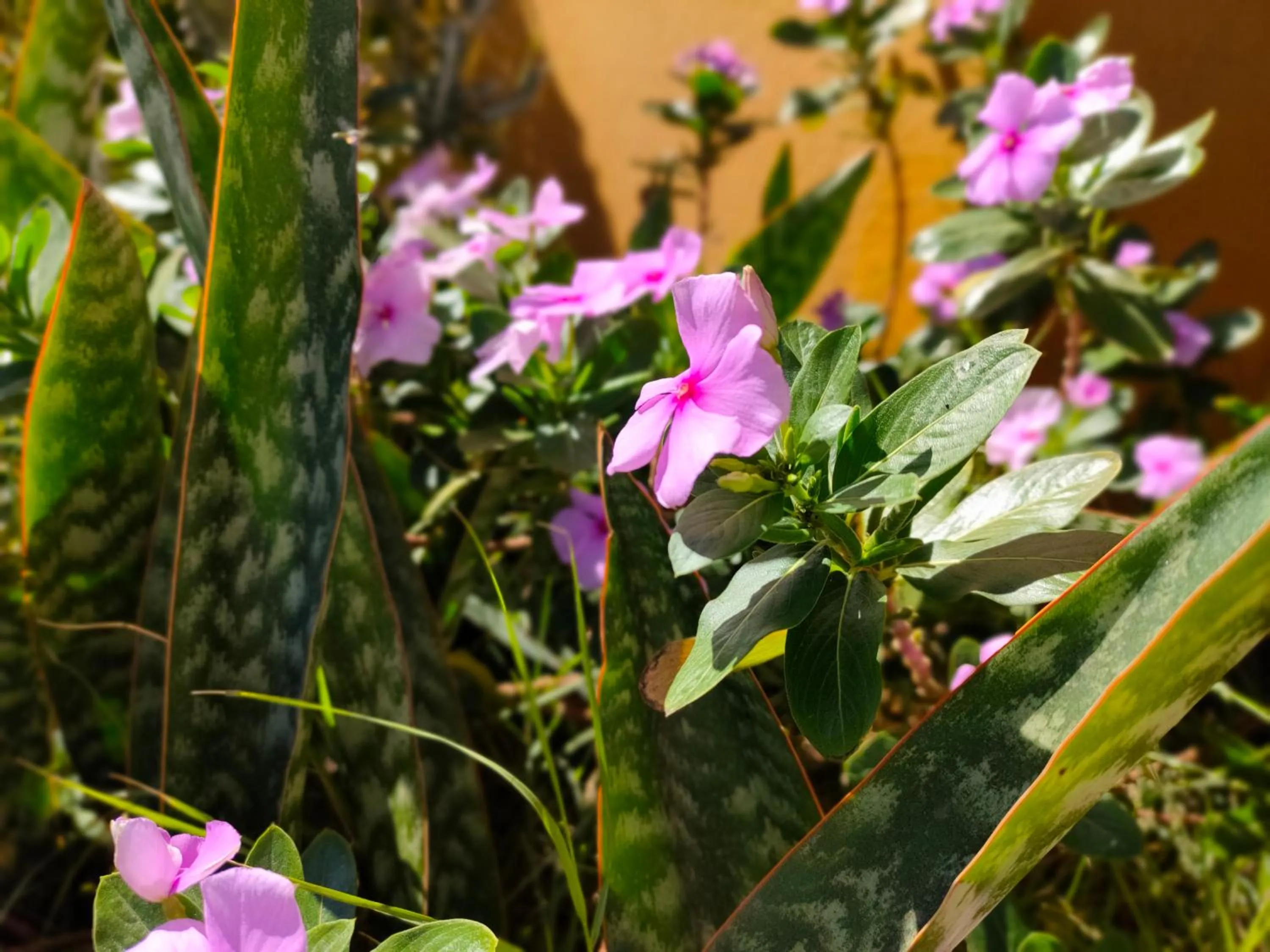 Garden in Pombas Brancas Resort