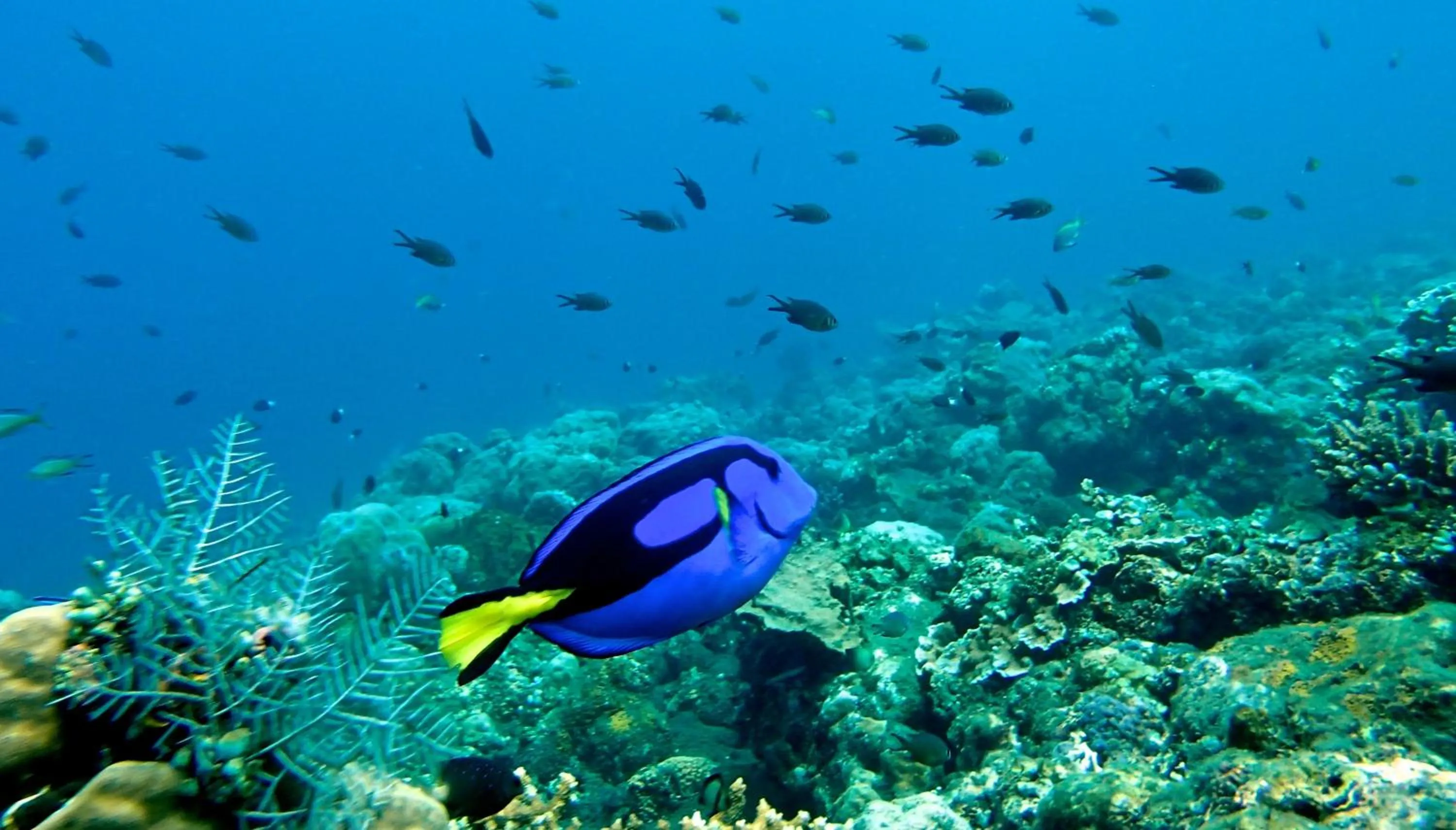 Diving in Toyabali-Resort, Boutique Beach Villas