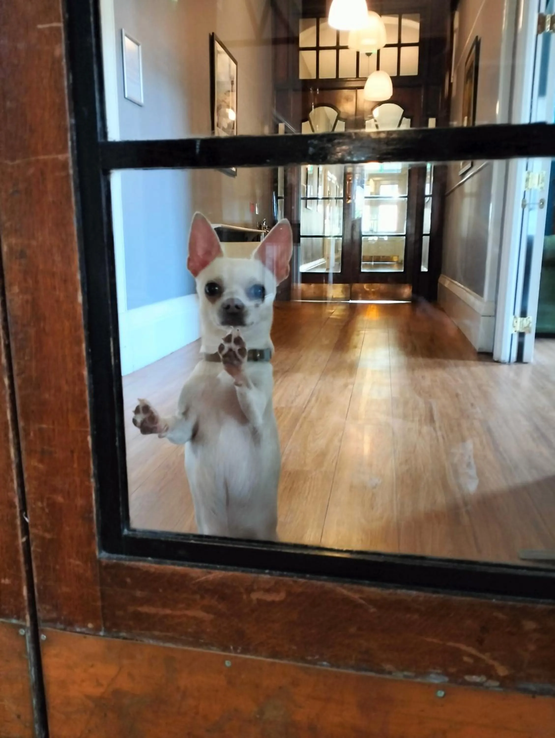 Pets in The Great Western Hotel