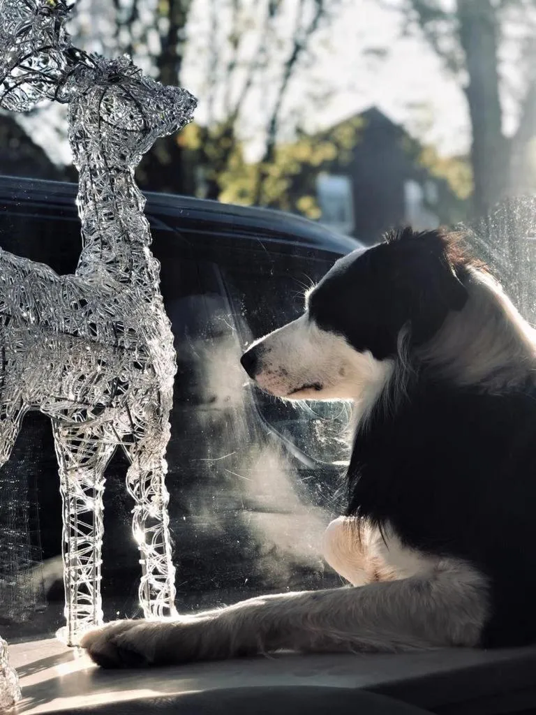 Pets in Westerschelde B&B