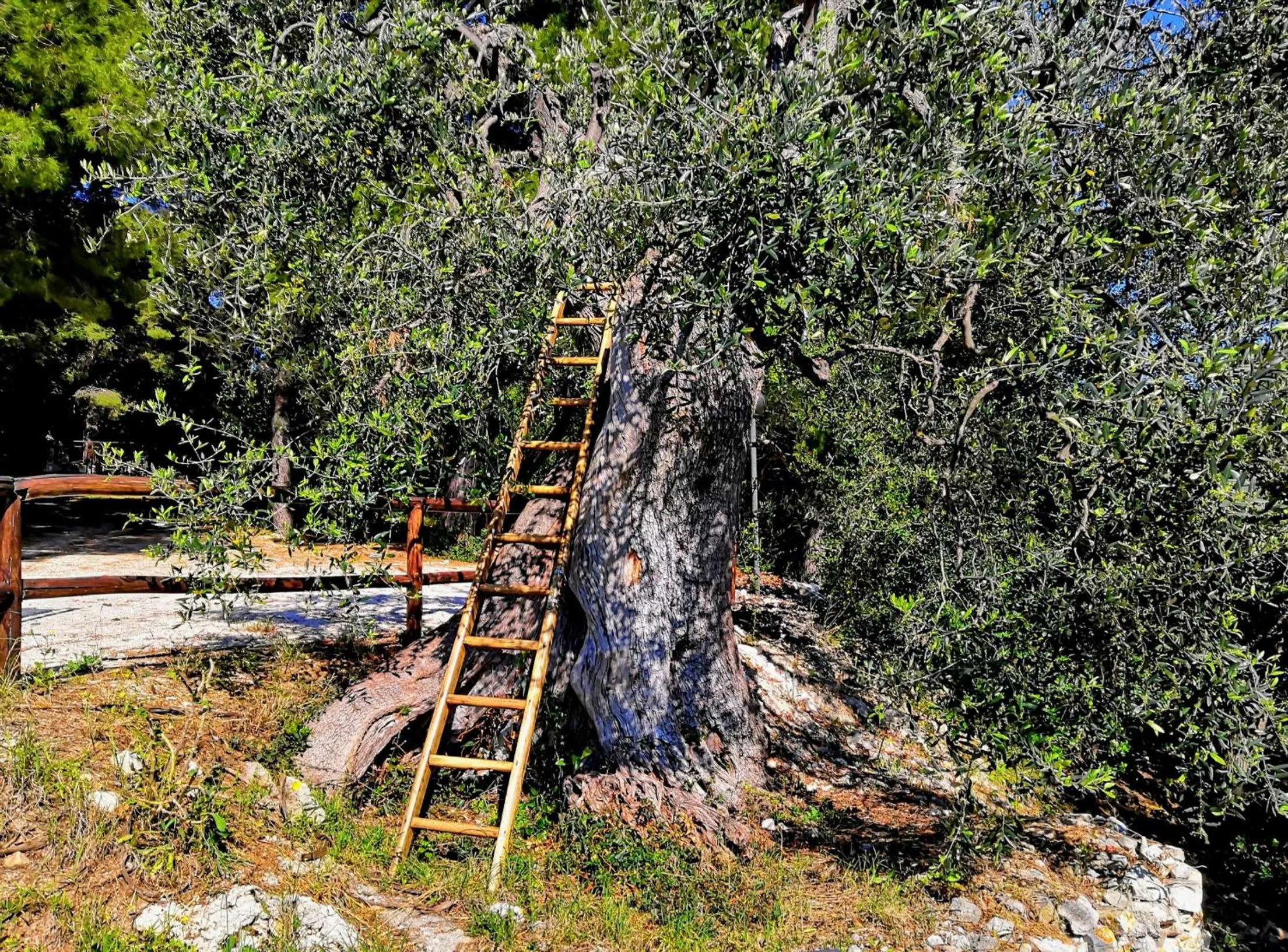 Natural landscape in B&B White House