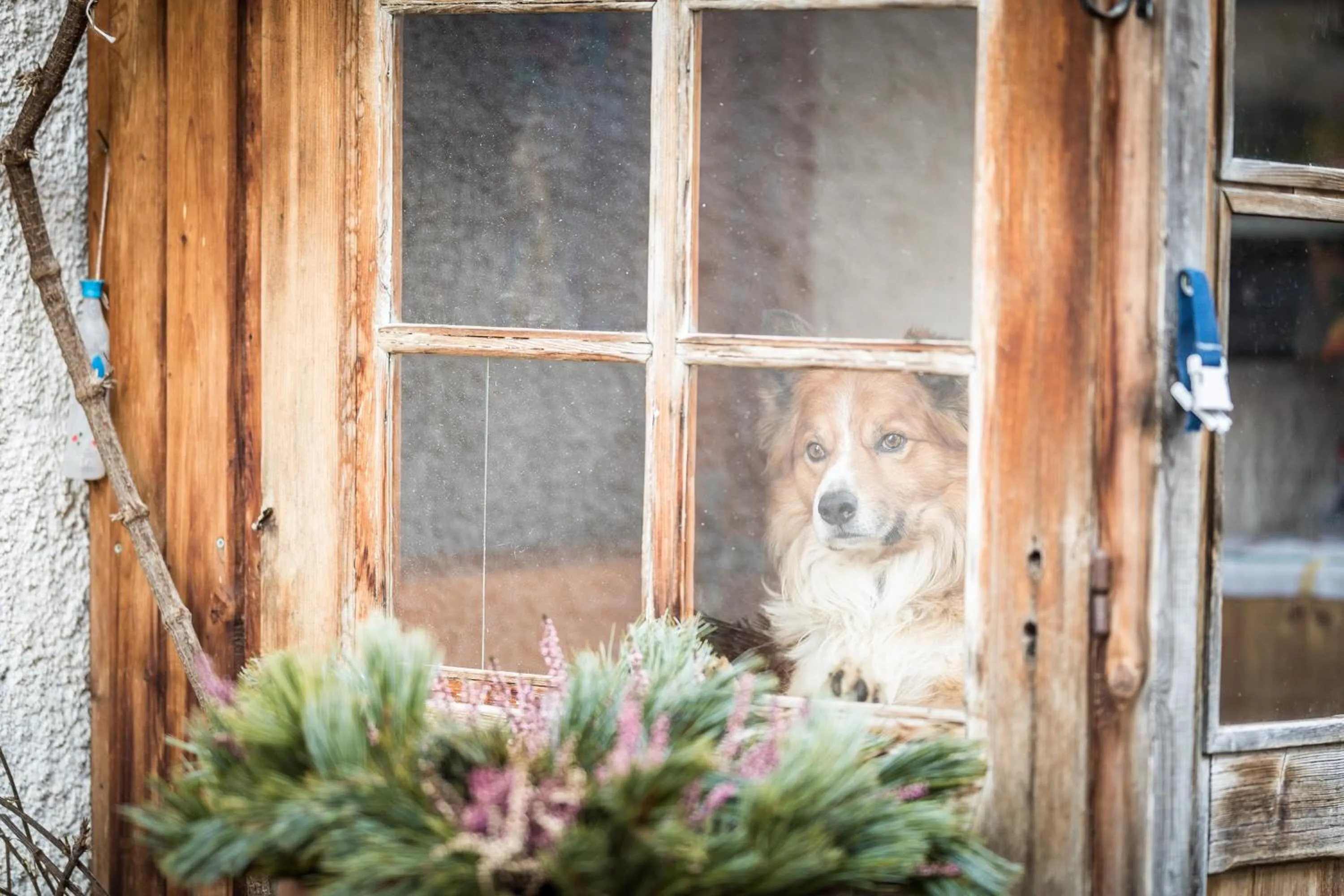 Pets in Reidenhof
