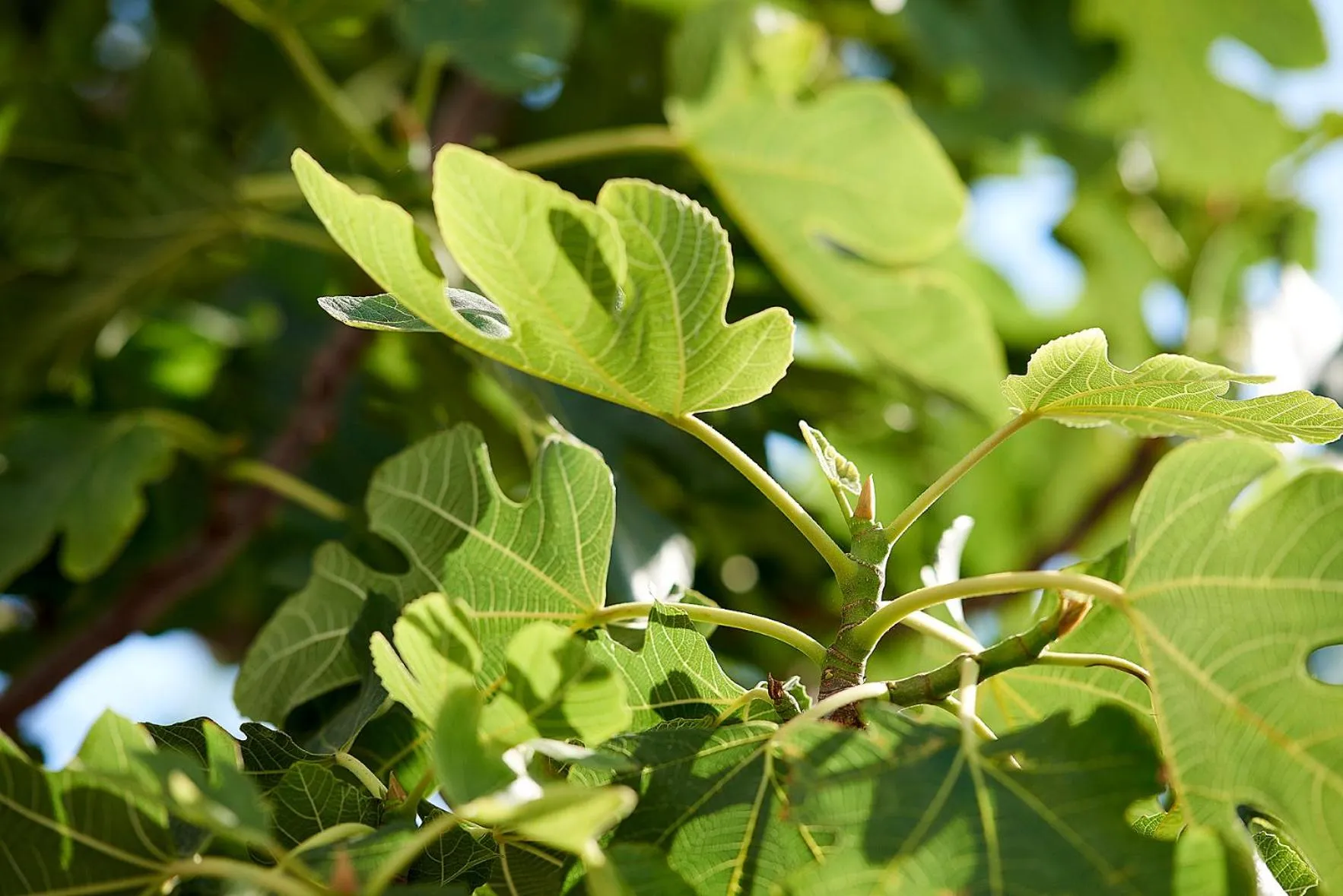 Garden in Elia Studios Pollonia