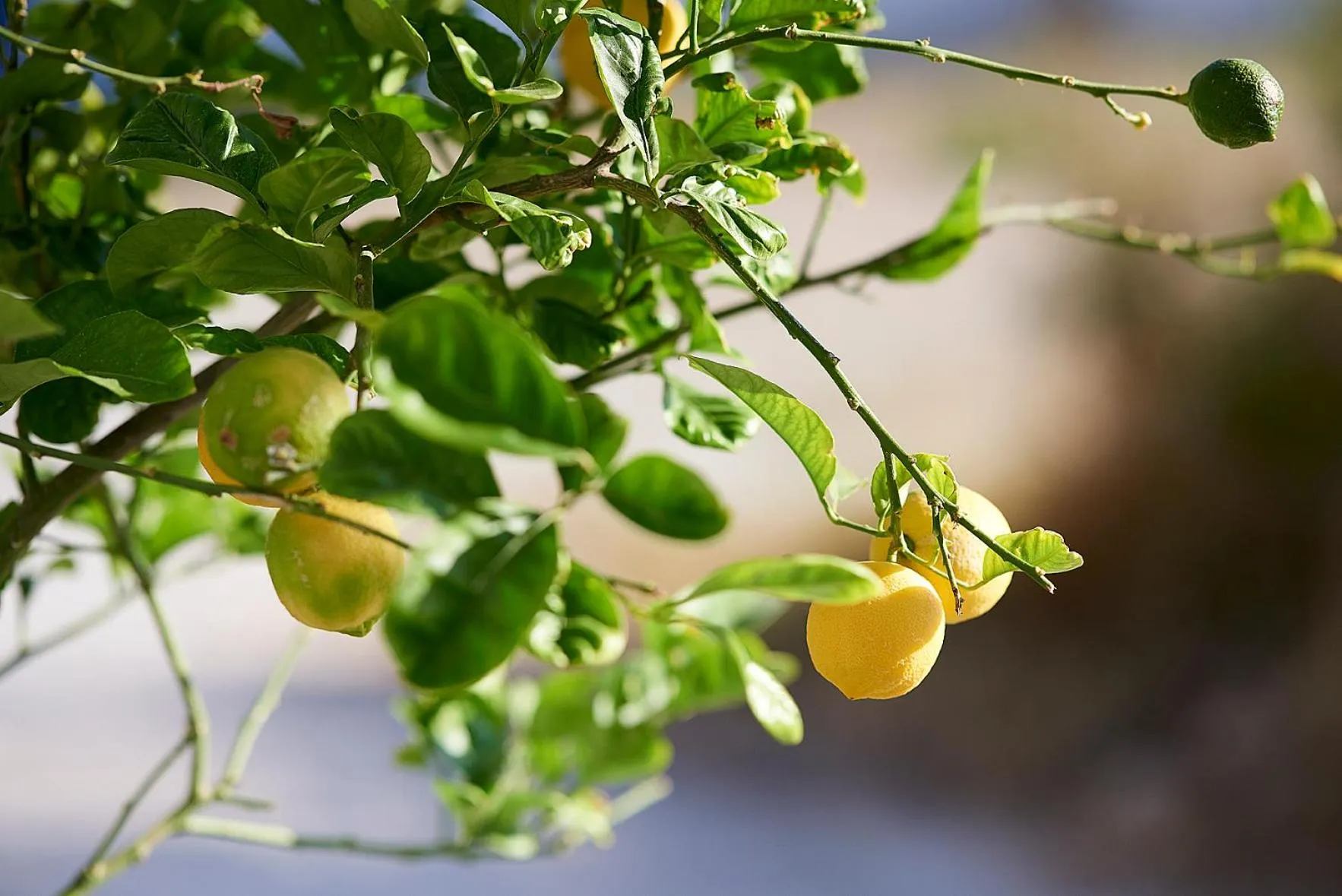 Garden in Elia Studios Pollonia