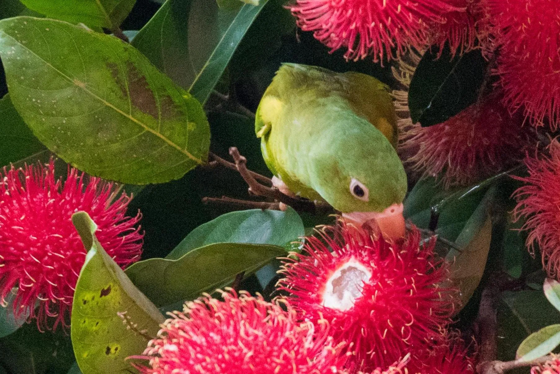 Animals in Hotel El Mono Feliz
