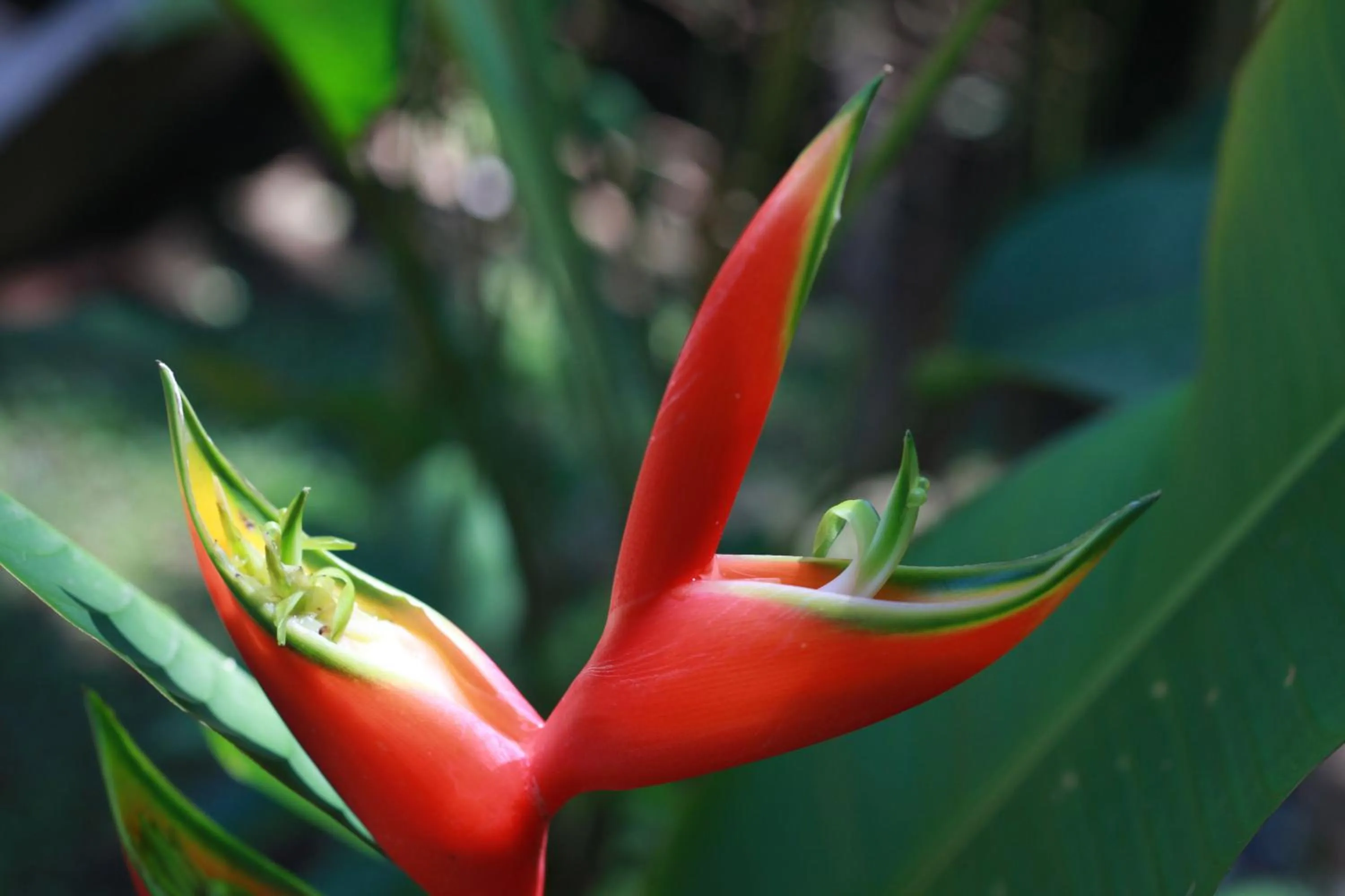 Garden view in Hotel El Mono Feliz