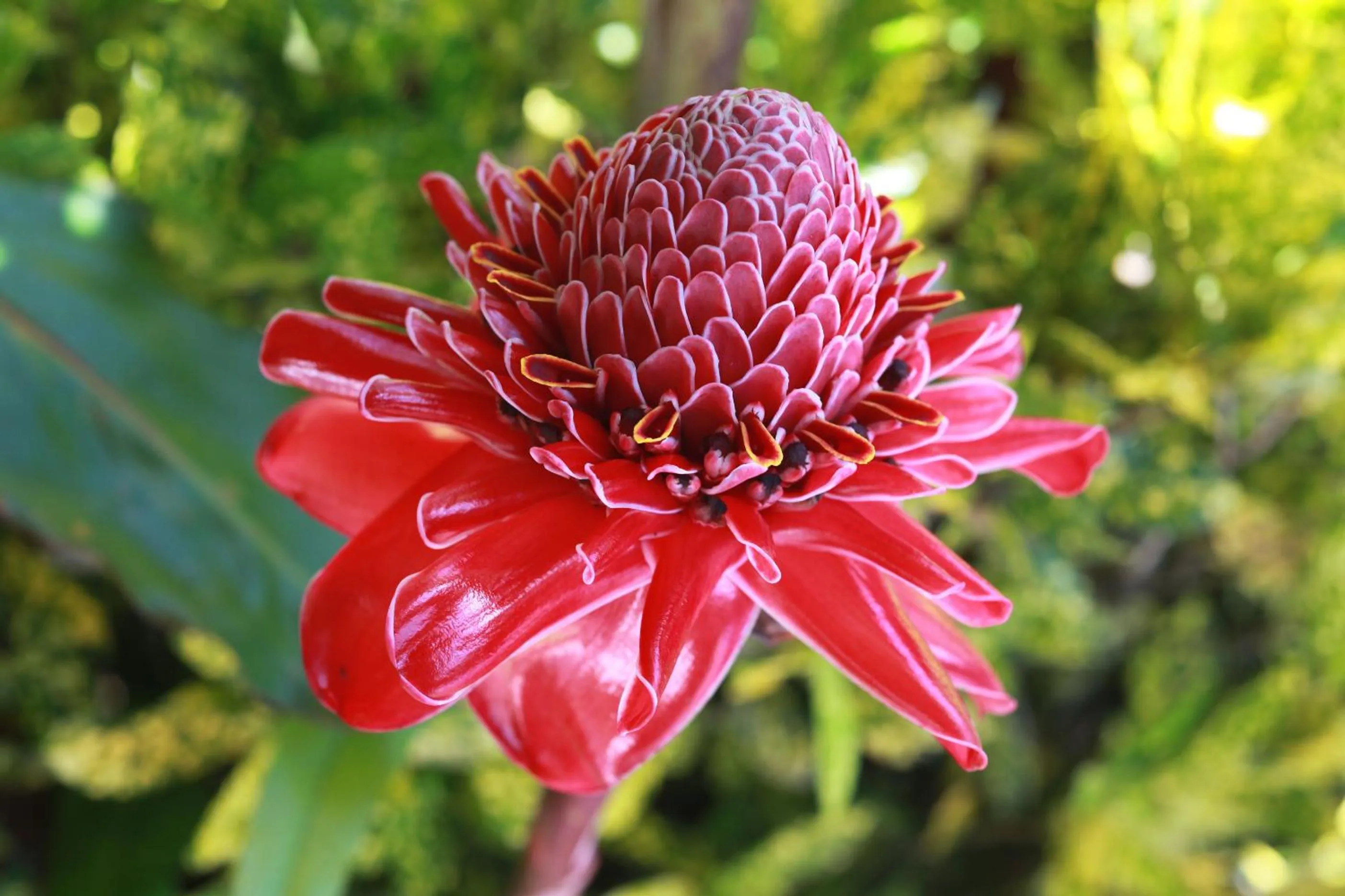 Garden view in Hotel El Mono Feliz