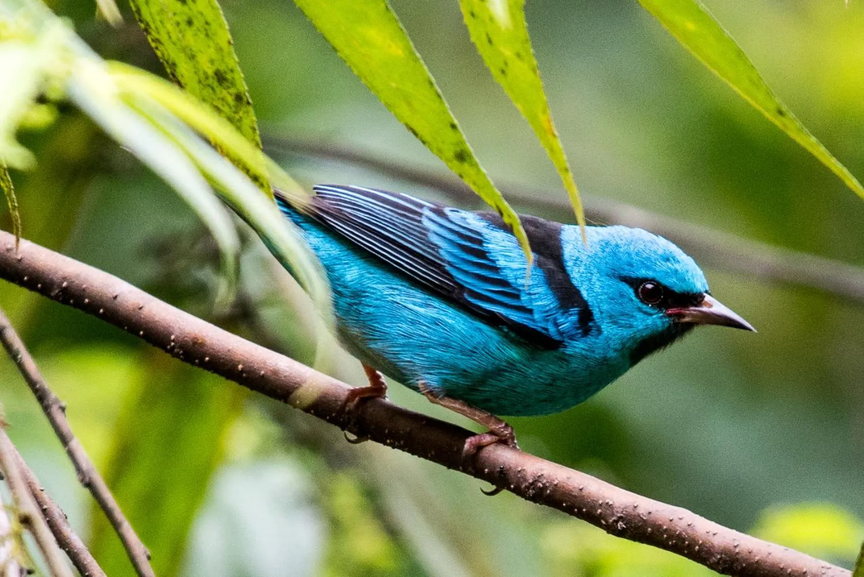 Animals in Hotel El Mono Feliz