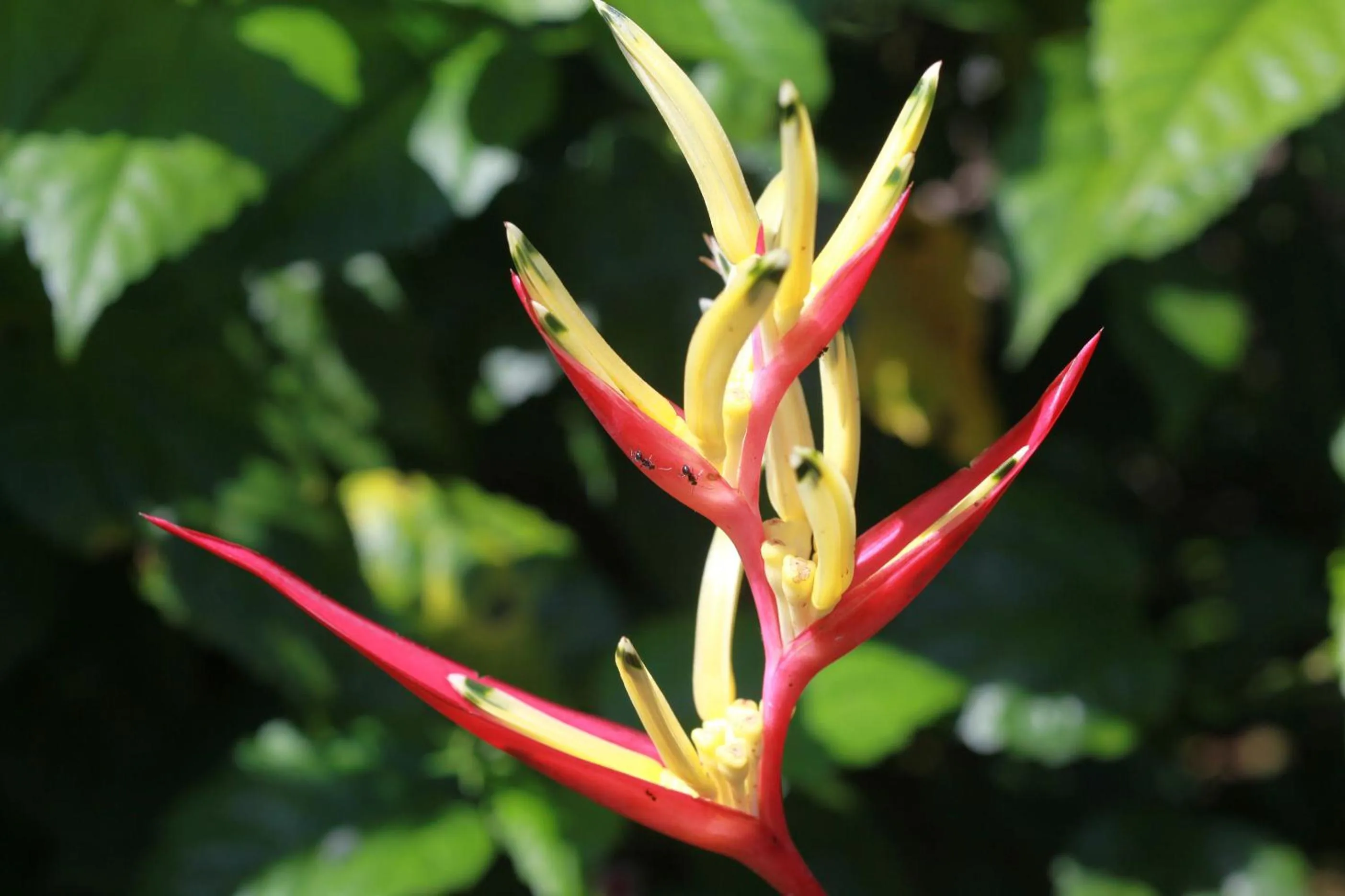 Garden view in Hotel El Mono Feliz